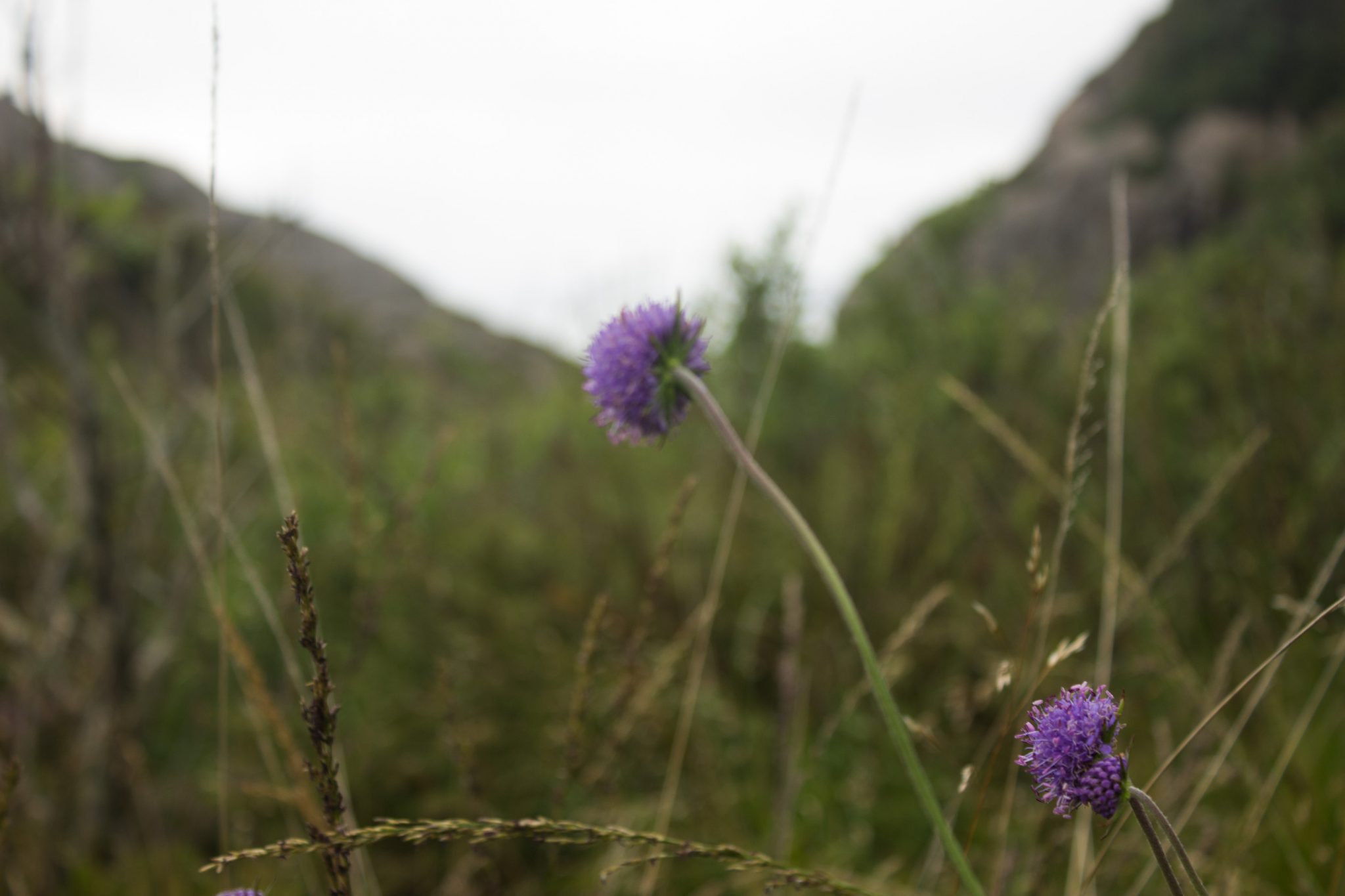 Wanderungen beim Kap Lindesnes, südlichster Punkt Norwegens, am Südkap in Norwegen, kleine Blumen wachsen am Wegesrand