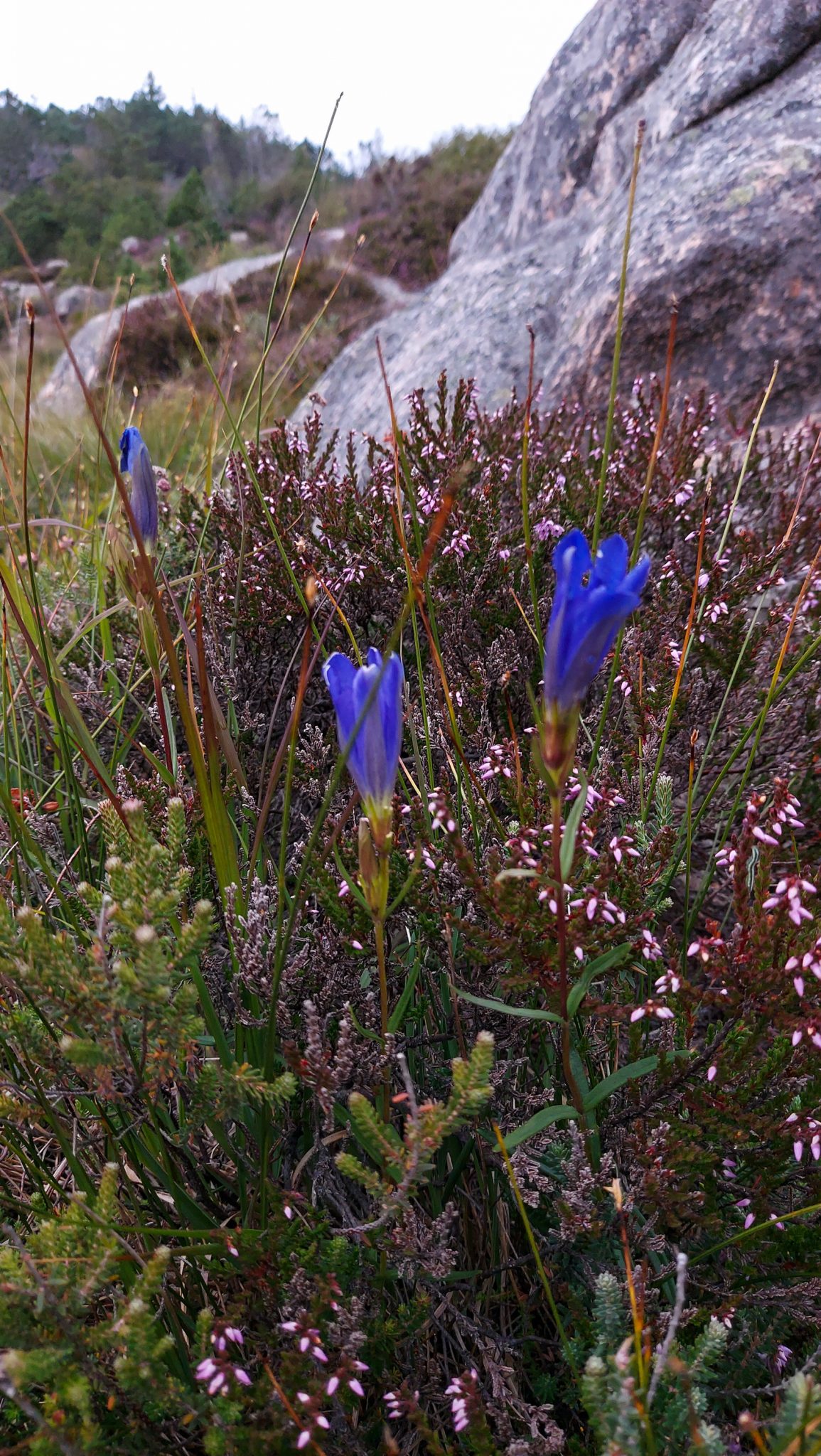 Wanderungen beim Kap Lindesnes, südlichster Punkt Norwegens, am Südkap in Norwegen, Blumen am Wegesrand
