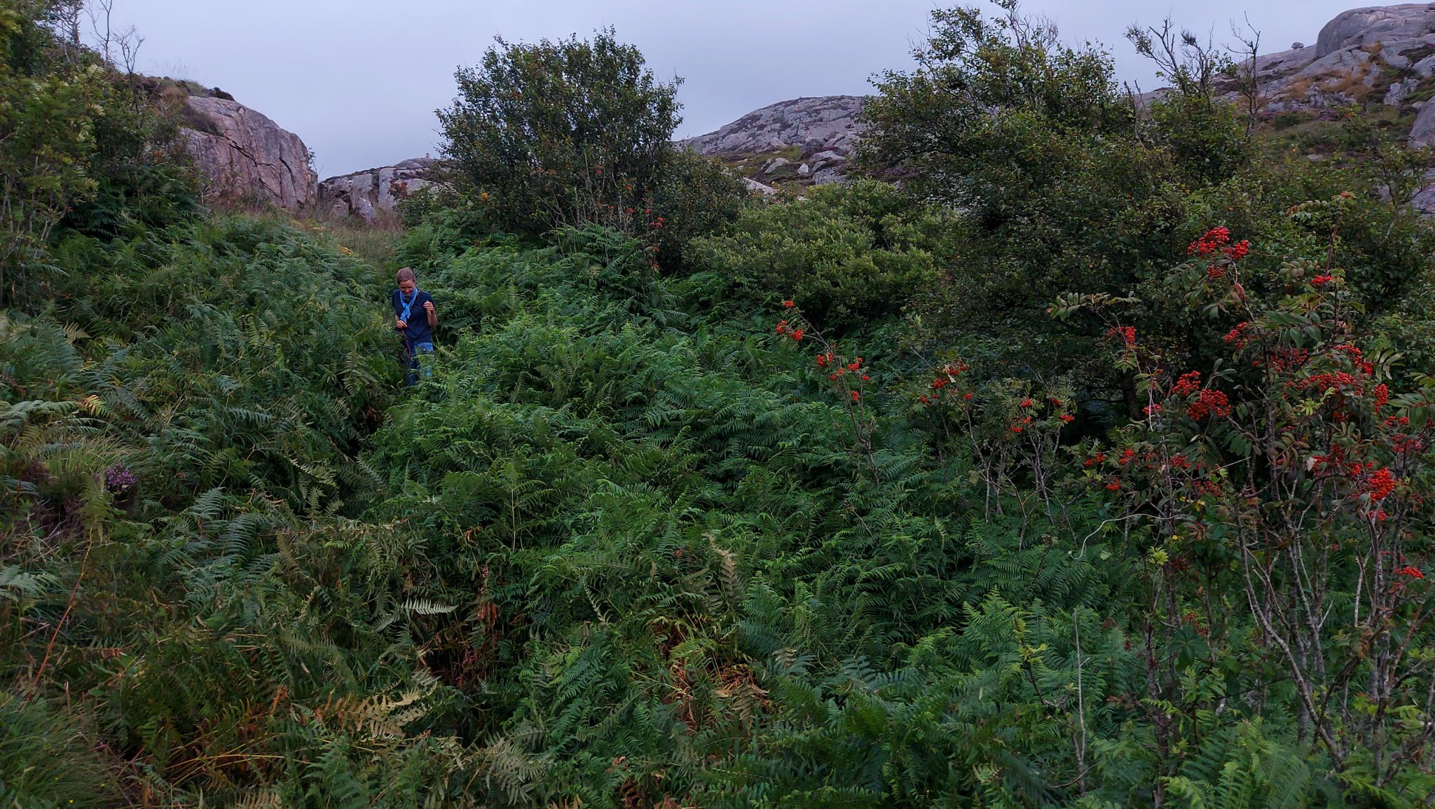 Wanderungen beim Kap Lindesnes, südlichster Punkt Norwegens, am Südkap in Norwegen, Wanderer unterwegs auf sehr schmalem Pfad durch sehr viele hochgewachsene Farne. grüne Vegetation an der Küste, im Hintergrund große Felsen