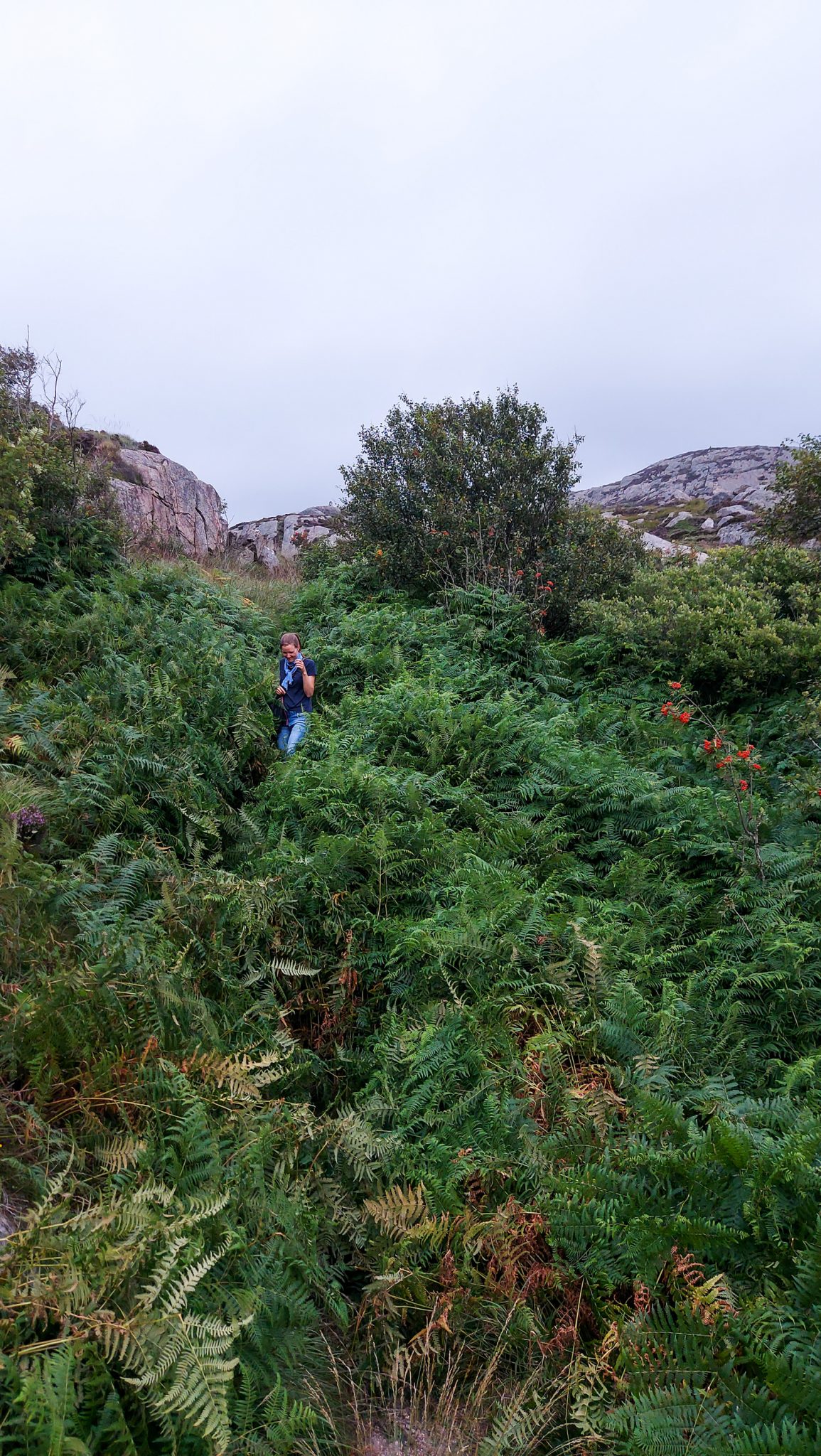 Wanderungen beim Kap Lindesnes, südlichster Punkt Norwegens, am Südkap in Norwegen, Wanderer unterwegs auf sehr schmalem Pfad durch sehr viele hochgewachsene Farne. grüne Vegetation an der Küste, im Hintergrund große Felsen