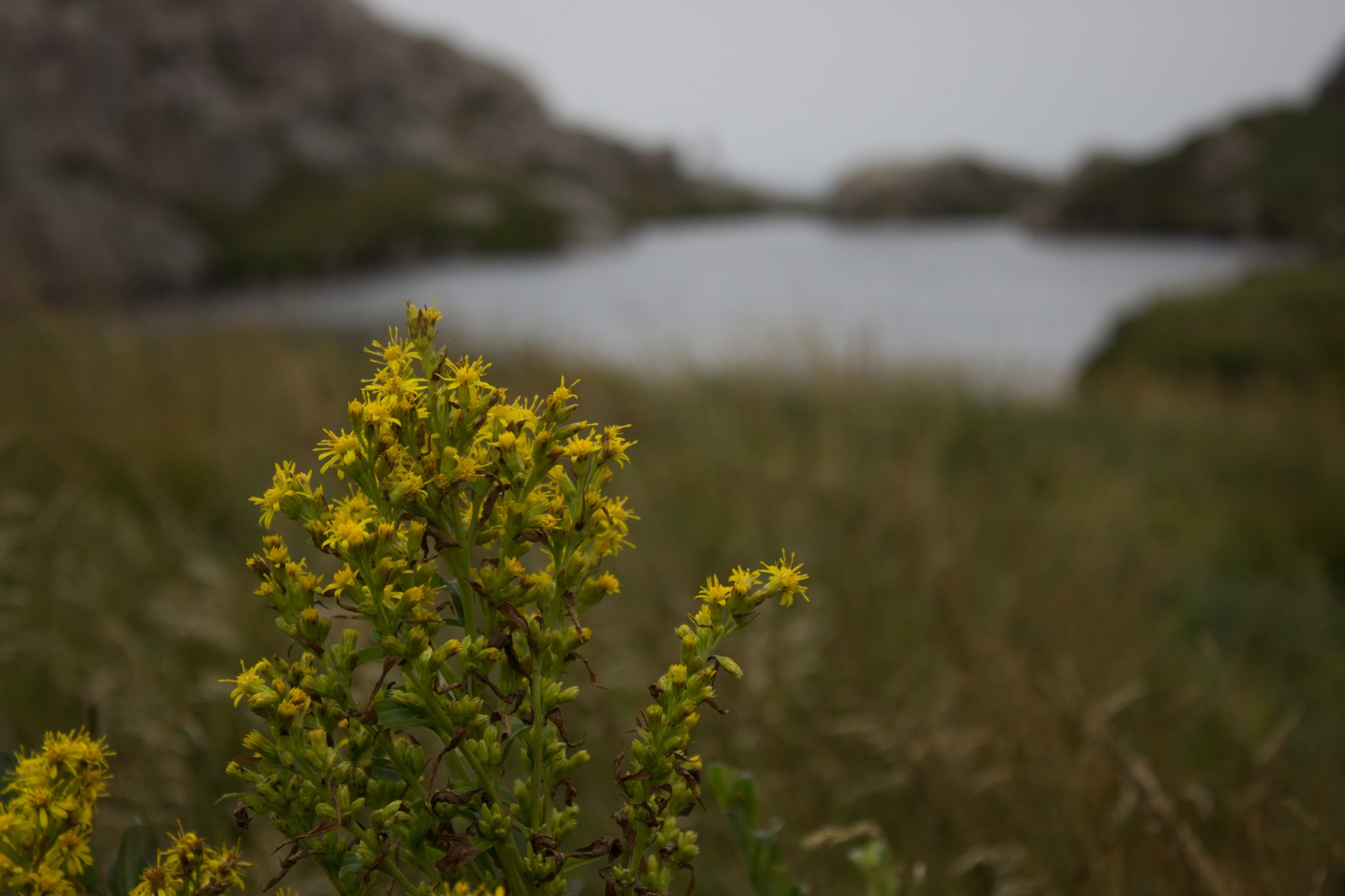 Wanderungen beim Kap Lindesnes, südlichster Punkt Norwegens, am Südkap in Norwegen, grüne Vegetation, Heidelandschaft