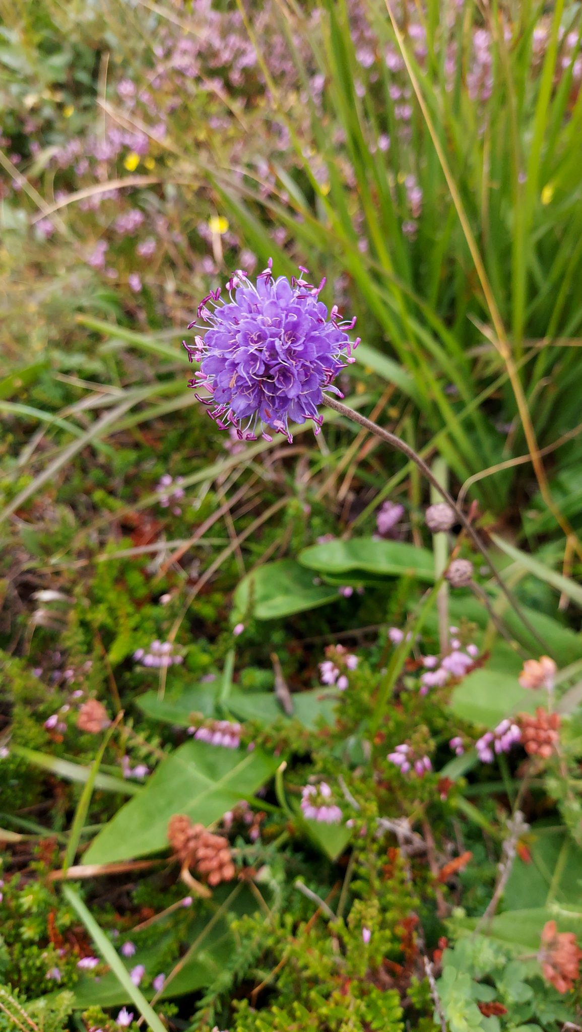 Wanderungen beim Kap Lindesnes, südlichster Punkt Norwegens, Leuchtturm Lindesnes Fyr am Südkap in Norwegen,kleine Blume am Wegesrand