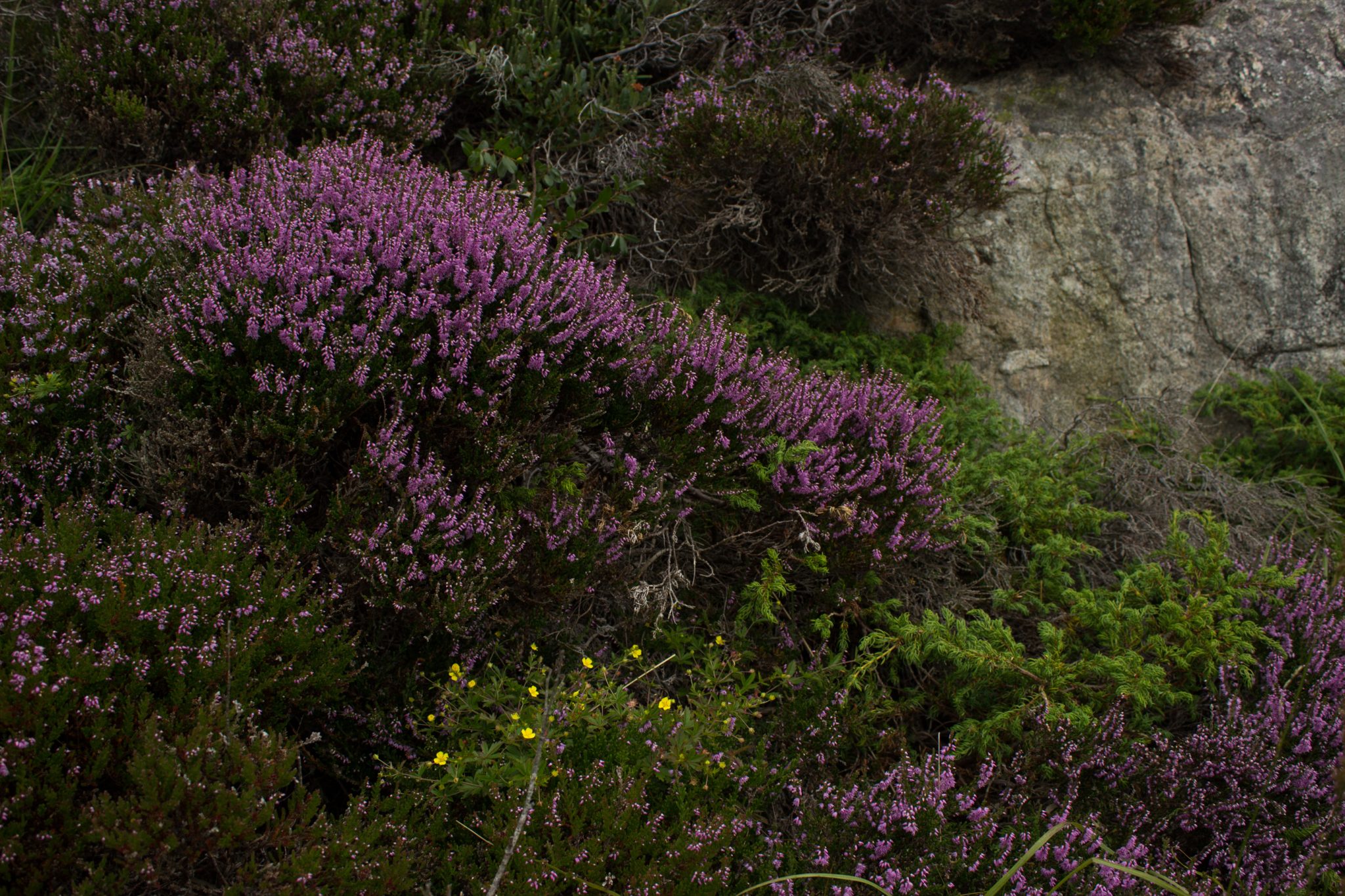 Wanderungen beim Kap Lindesnes, südlichster Punkt Norwegens, am Südkap in Norwegen, grüne Vegetation an der Küste, Heidelandschaft