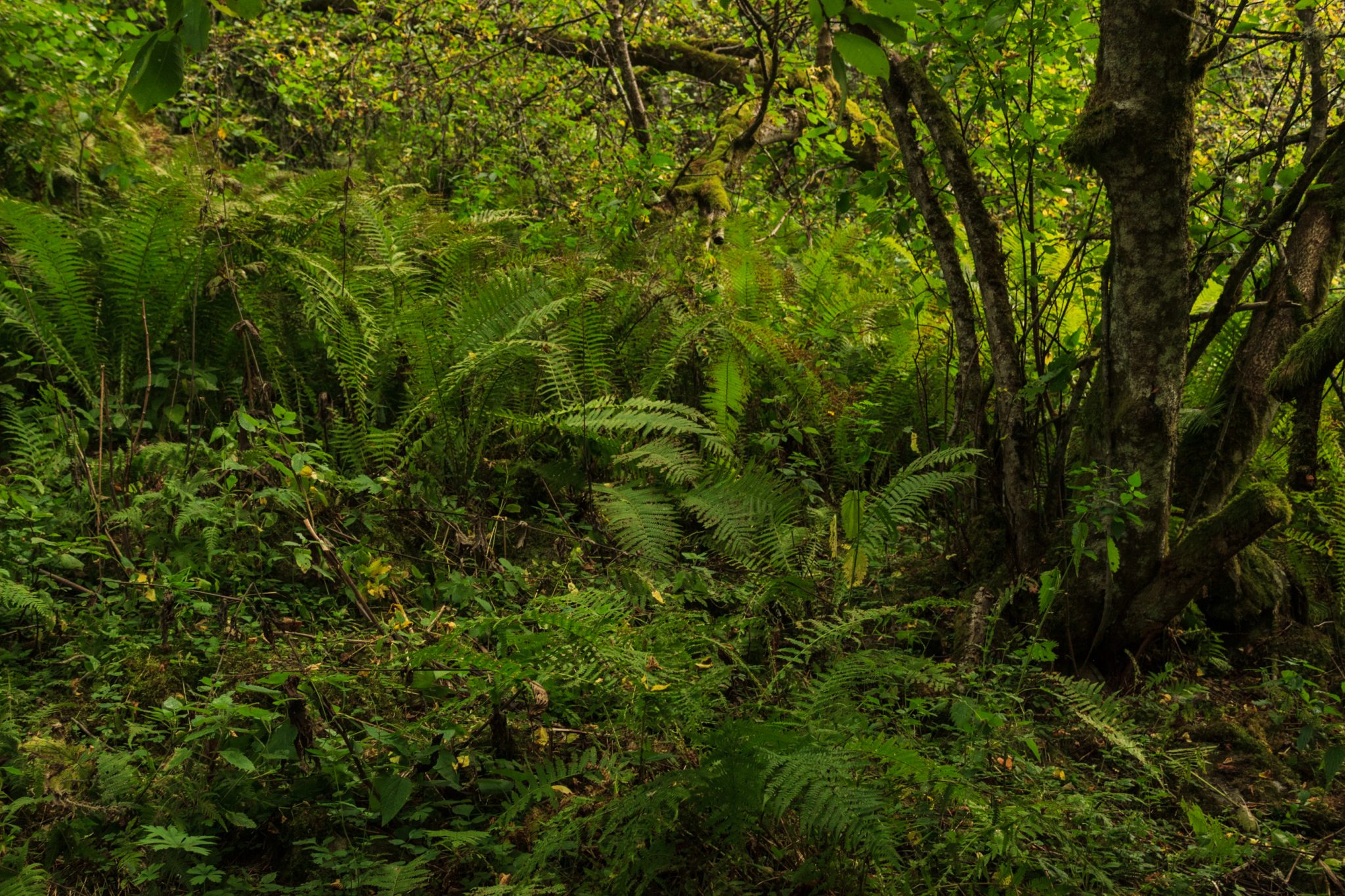 Traumhafte Talwanderung bei der Sognefjellet Road im Morkridsdalen beim Ort Skjolden, Rundwanderung Liane Knivabakkli, Wandern in Norwegen, im schönen Wald mit Farne