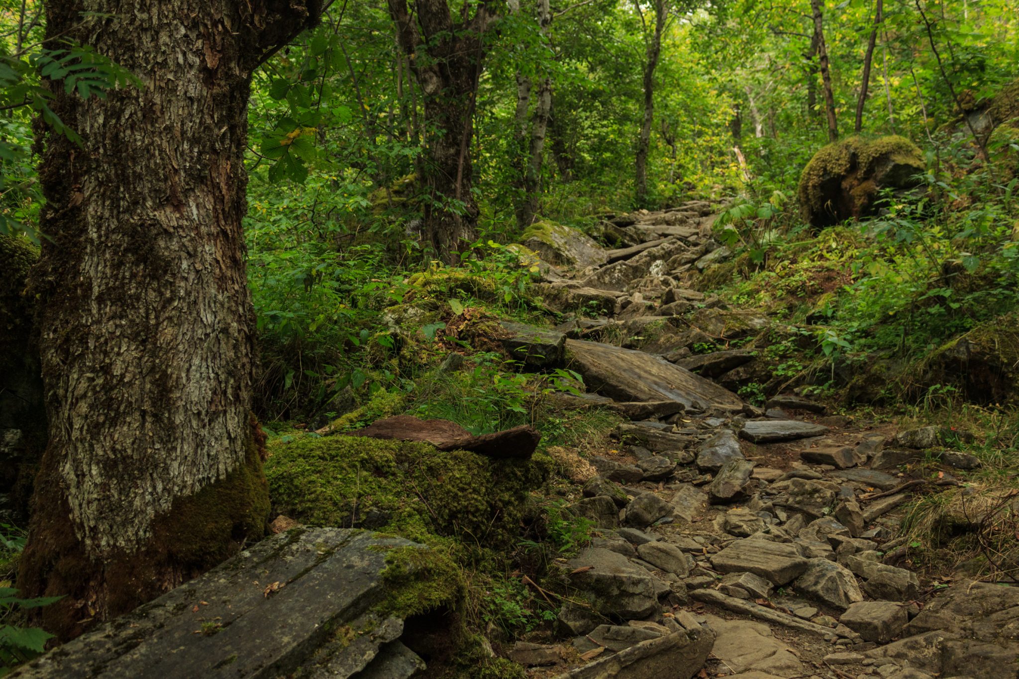 Traumhafte Talwanderung bei der Sognefjellet Road im Morkridsdalen beim Ort Skjolden, Rundwanderung Liane Knivabakkli, Wandern in Norwegen, im schönen Wald mit Farne