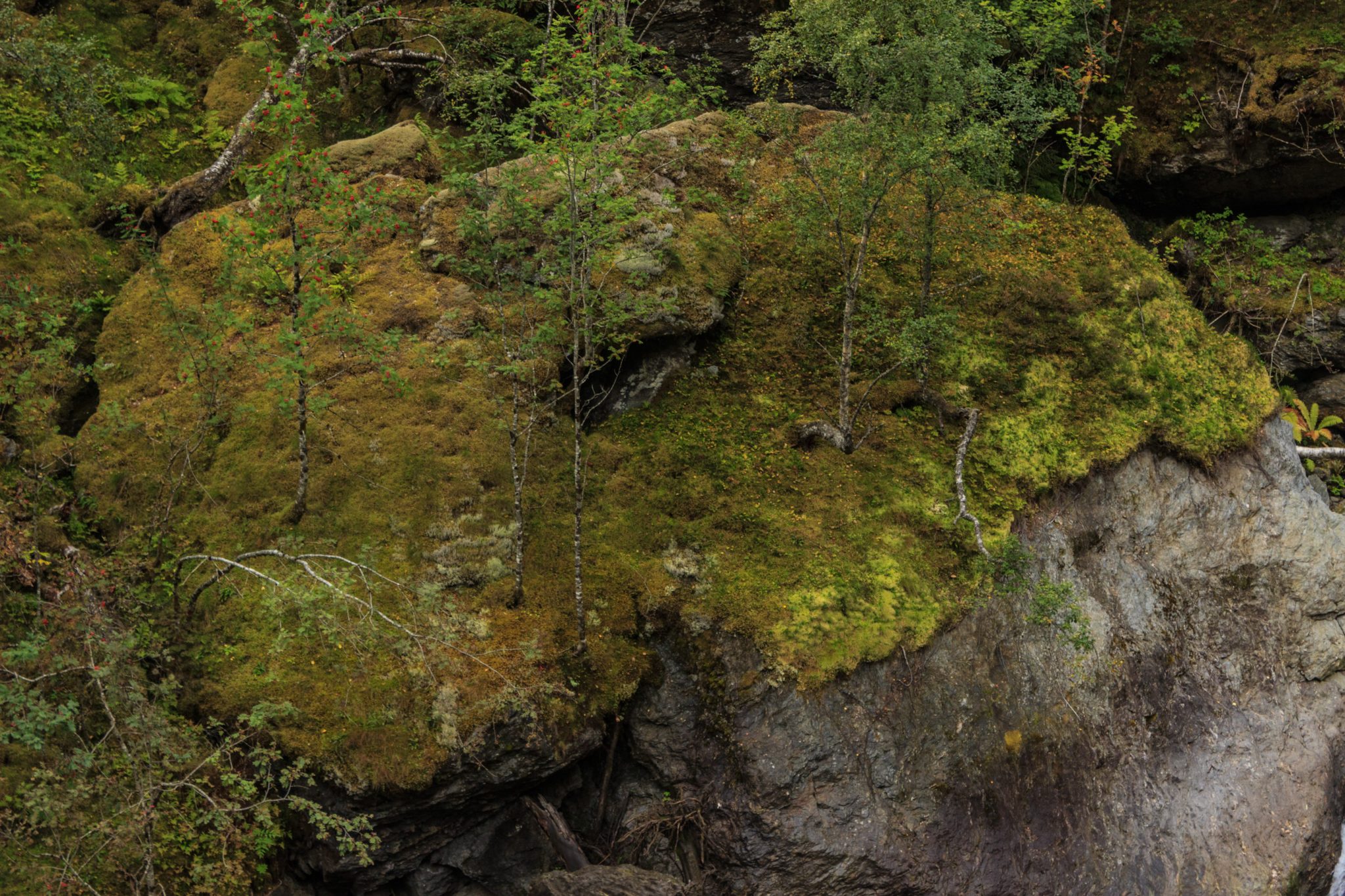 Traumhafte Talwanderung bei der Sognefjellet Road im Morkridsdalen beim Ort Skjolden, Rundwanderung Liane Knivabakkli, Wandern in Norwegen
