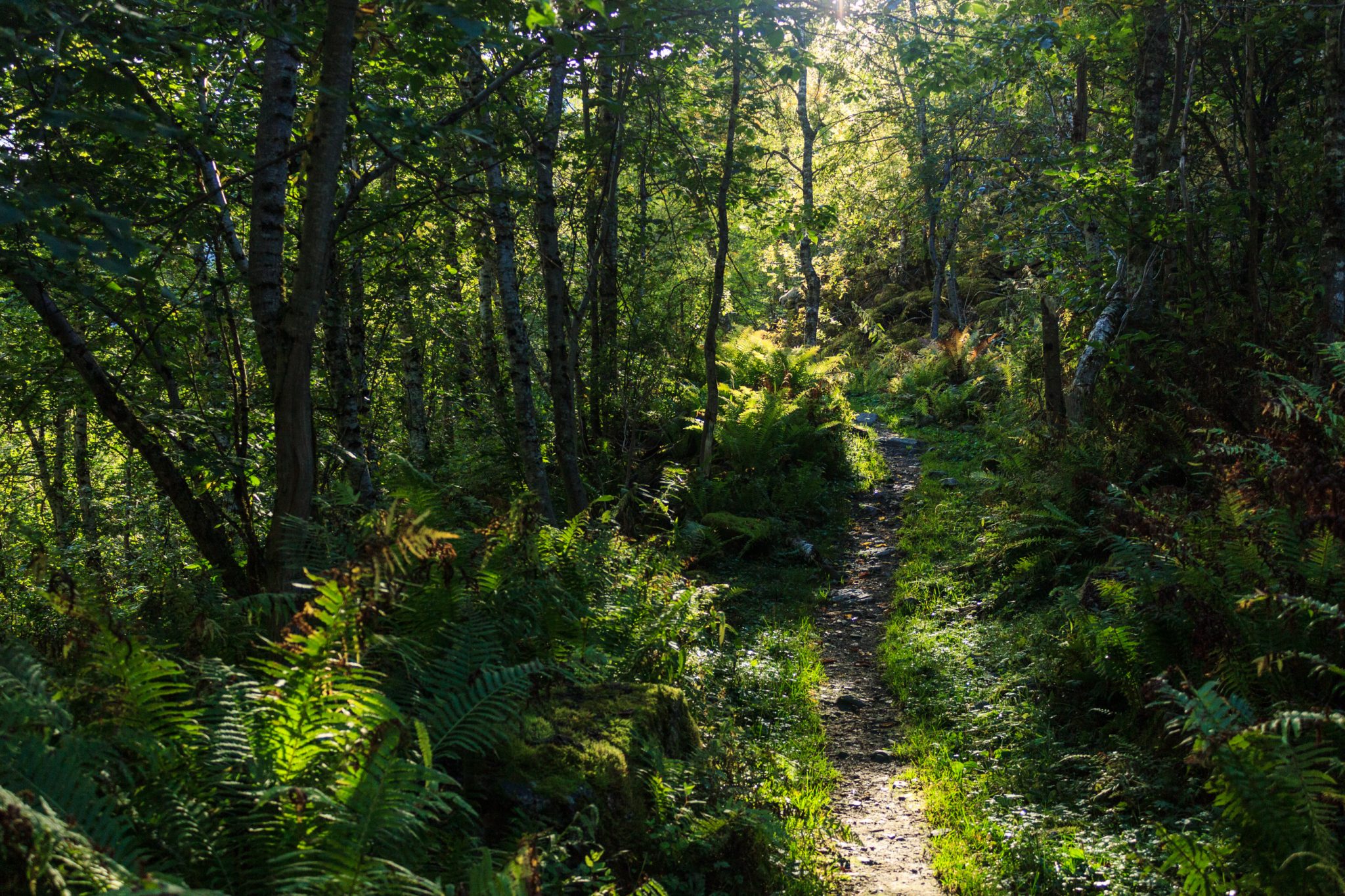 Traumhafte Talwanderung bei der Sognefjellet Road im Morkridsdalen beim Ort Skjolden, Rundwanderung Liane Knivabakkli, Wandern in Norwegen, Wanderweg führt durch sehr schönen Wald