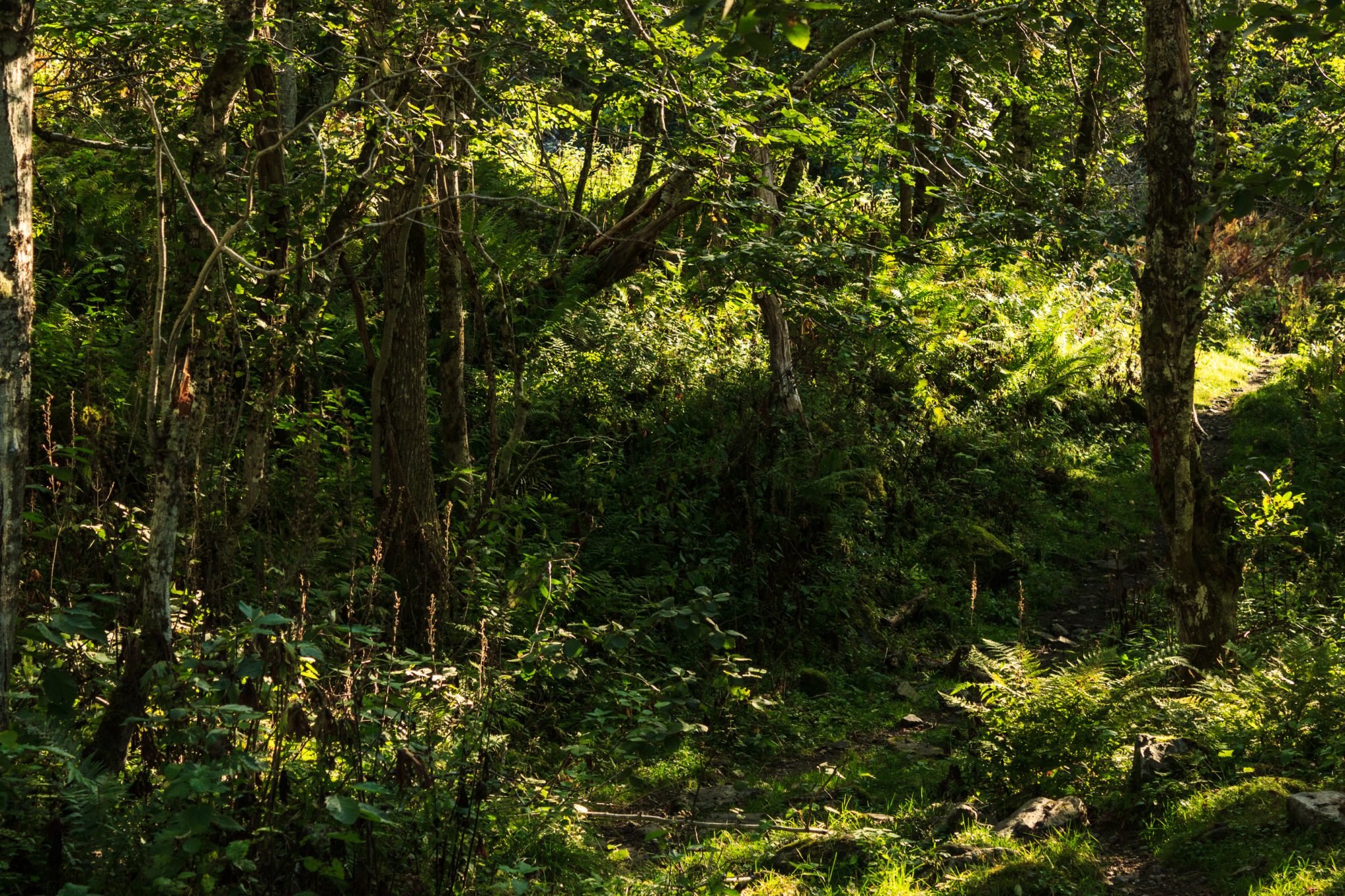 Traumhafte Talwanderung bei der Sognefjellet Road im Morkridsdalen beim Ort Skjolden, Rundwanderung Liane Knivabakkli, Wandern in Norwegen, Wanderweg führt durch sehr schönen Wald