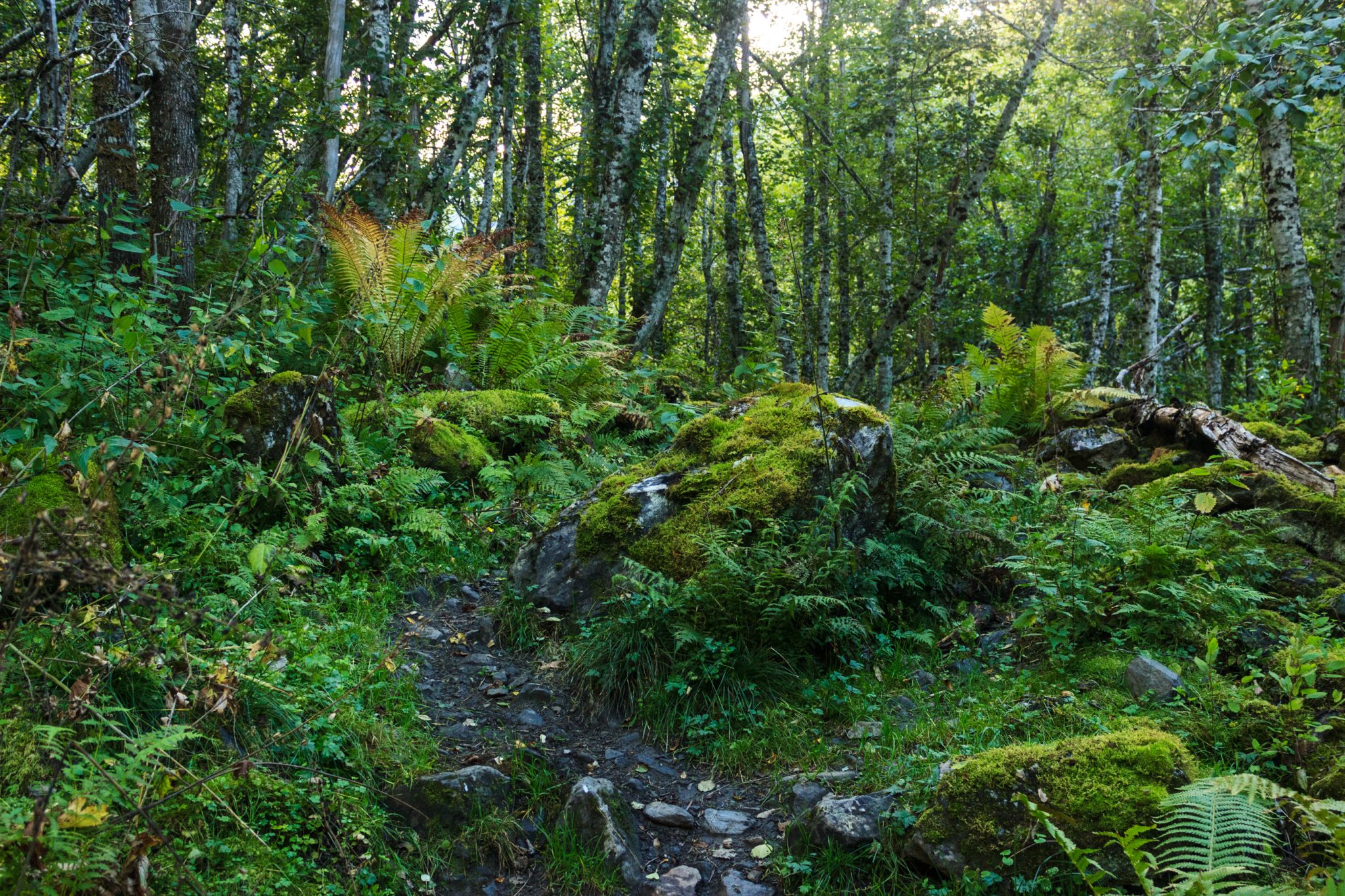 Traumhafte Talwanderung bei der Sognefjellet Road im Morkridsdalen beim Ort Skjolden, Rundwanderung Liane Knivabakkli, Wandern in Norwegen, Wanderweg führt durch sehr schönen Wald