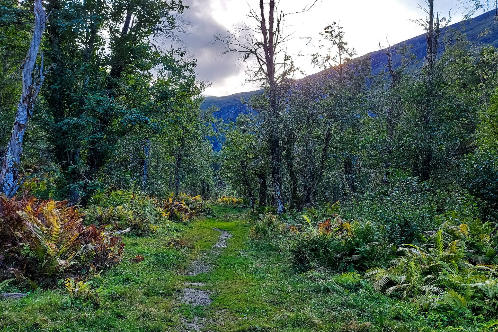 Traumhafte Talwanderung bei der Sognefjellet Road im Morkridsdalen beim Ort Skjolden, Rundwanderung Liane Knivabakkli, Wandern in Norwegen, Blick auf Wald und Berge