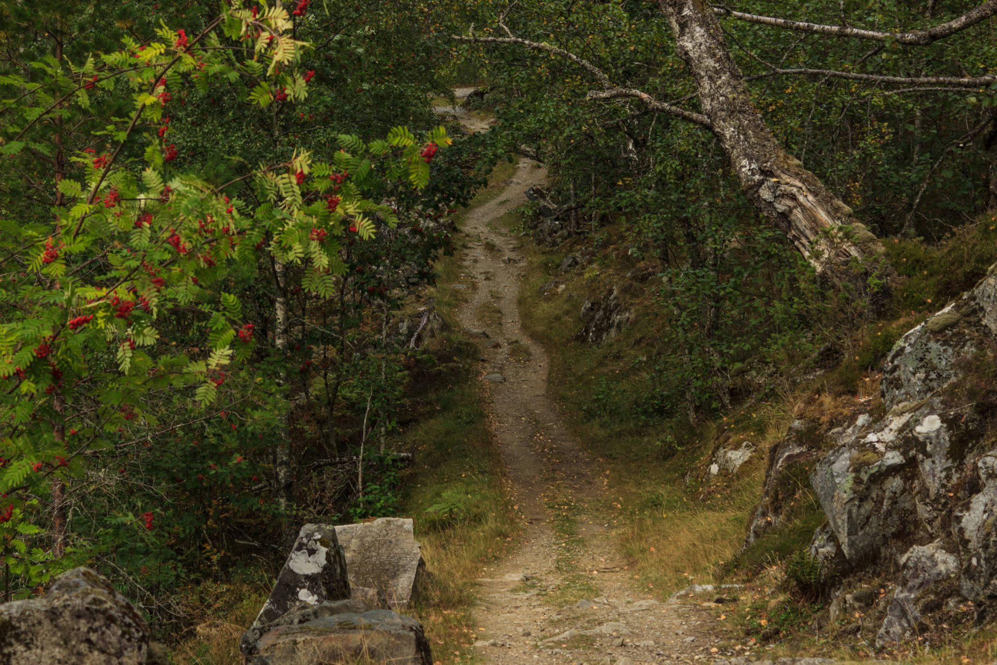 Traumhafte Talwanderung bei der Sognefjellet Road im Morkridsdalen beim Ort Skjolden, Rundwanderung Liane Knivabakkli, Wandern in Norwegen, Wanderweg führt durch sehr schönen Wald