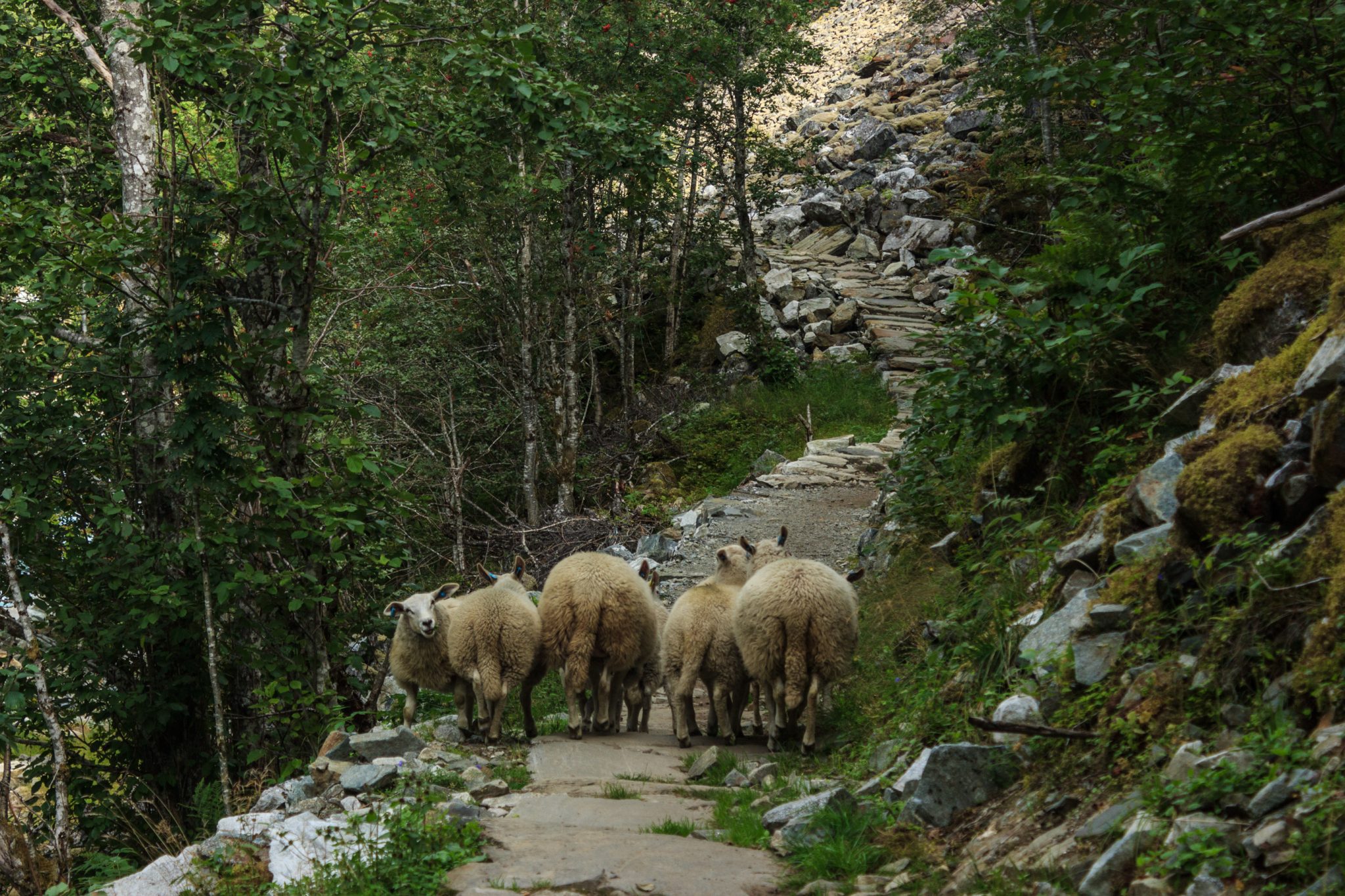Traumhafte Talwanderung bei der Sognefjellet Road im Morkridsdalen beim Ort Skjolden, Rundwanderung Liane Knivabakkli, Wandern in Norwegen, Schafe auf Wanderweg