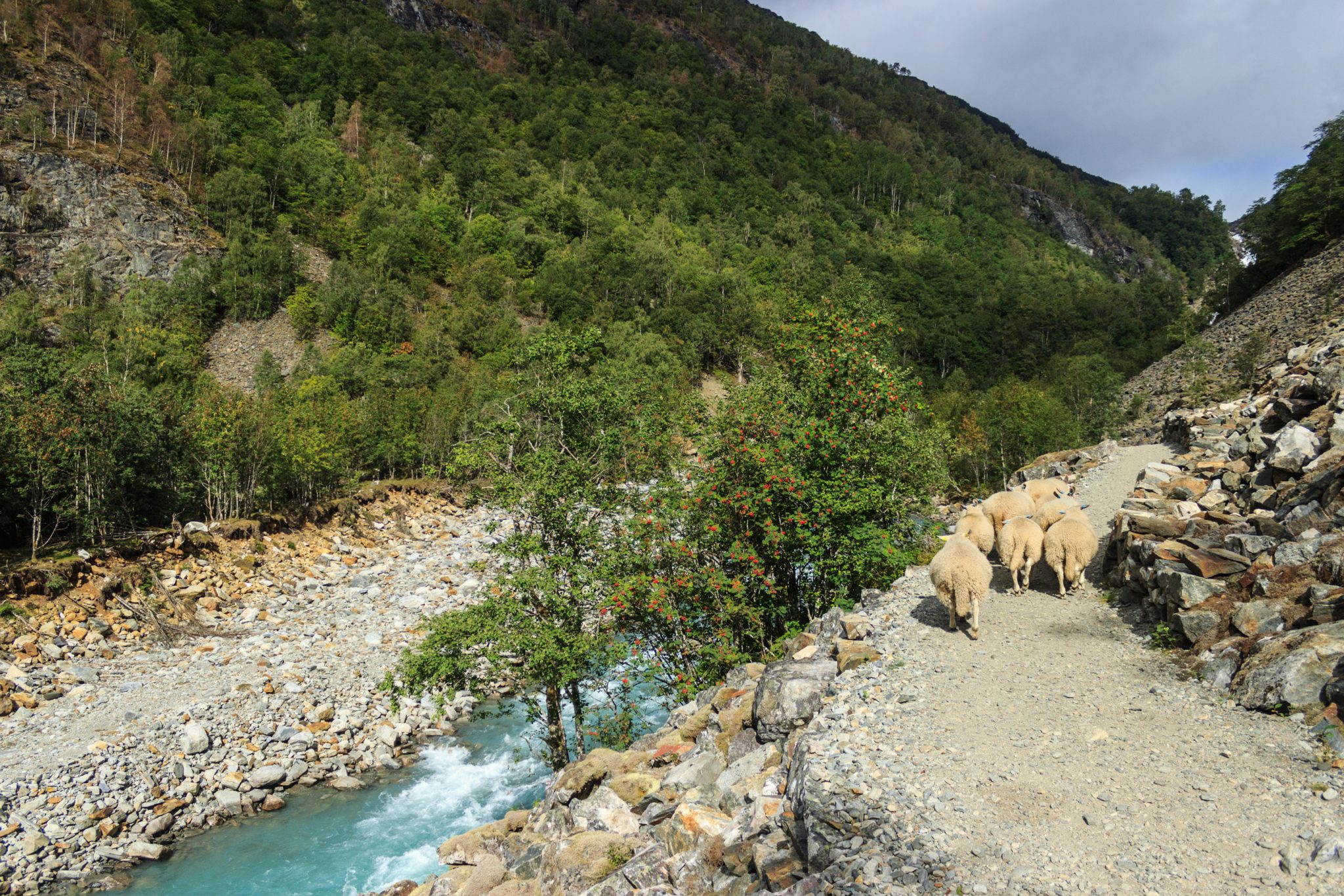 Traumhafte Talwanderung bei der Sognefjellet Road im Morkridsdalen beim Ort Skjolden, Rundwanderung Liane Knivabakkli, Wandern in Norwegen, Schafe auf Wanderweg