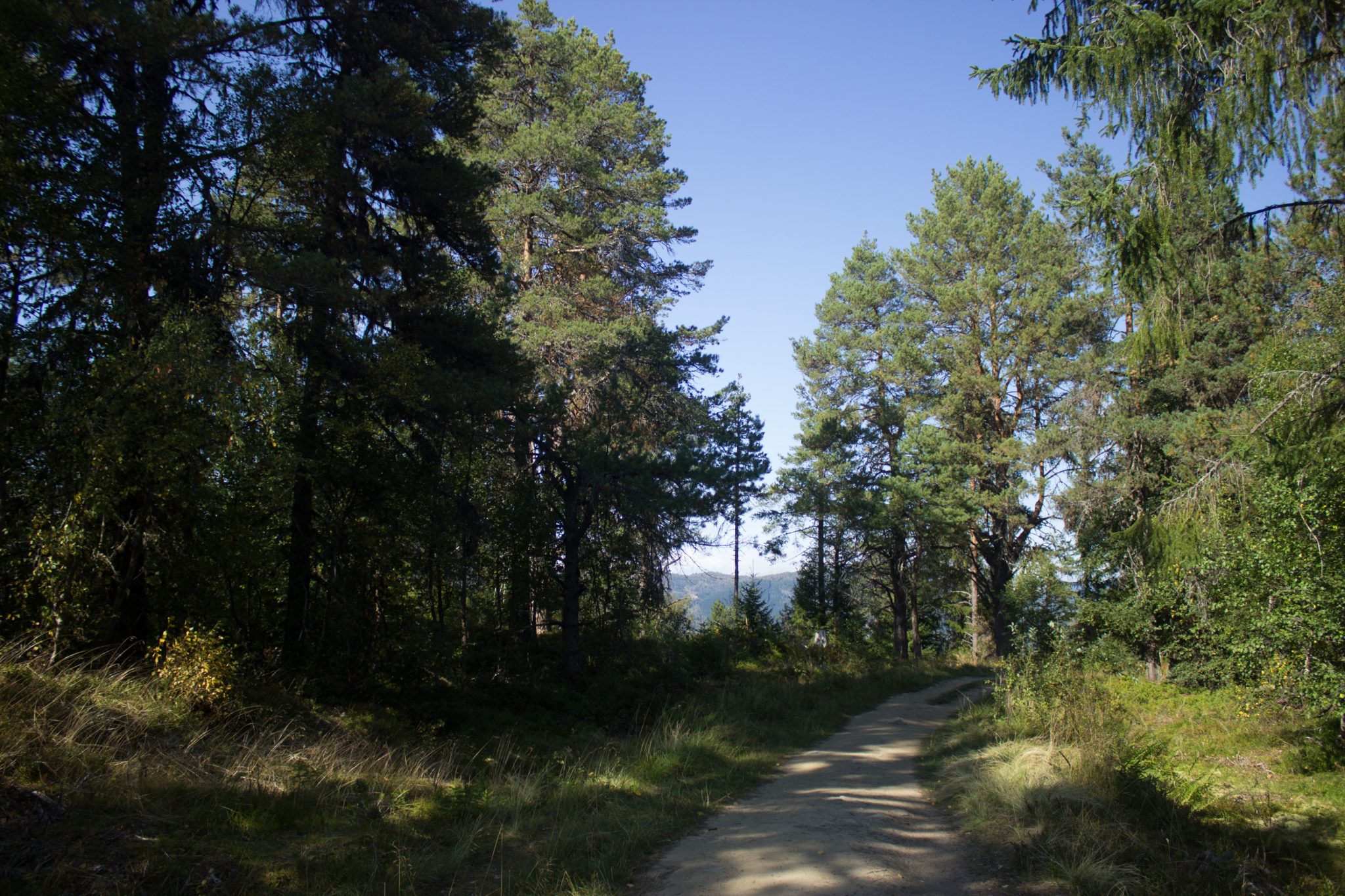Wanderung auf den Molden mit Aussicht auf den Lustrafjord bei Hafslo in Vestland, Norwegen, Start beim Wanderparkplatz Molden in der Nähe der Sognefjellet Straße, Wanderweg führt zu Beginn durch einen Wald
