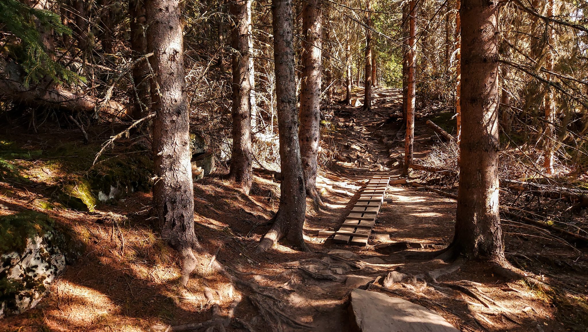 Wanderung auf den Molden mit Aussicht auf den Lustrafjord bei Hafslo in Vestland, Norwegen, Start beim Wanderparkplatz Molden in der Nähe der Sognefjellet Straße, Wanderweg führt zu Beginn durch einen Wald, teilweise Befestigung mit Holzbalken
