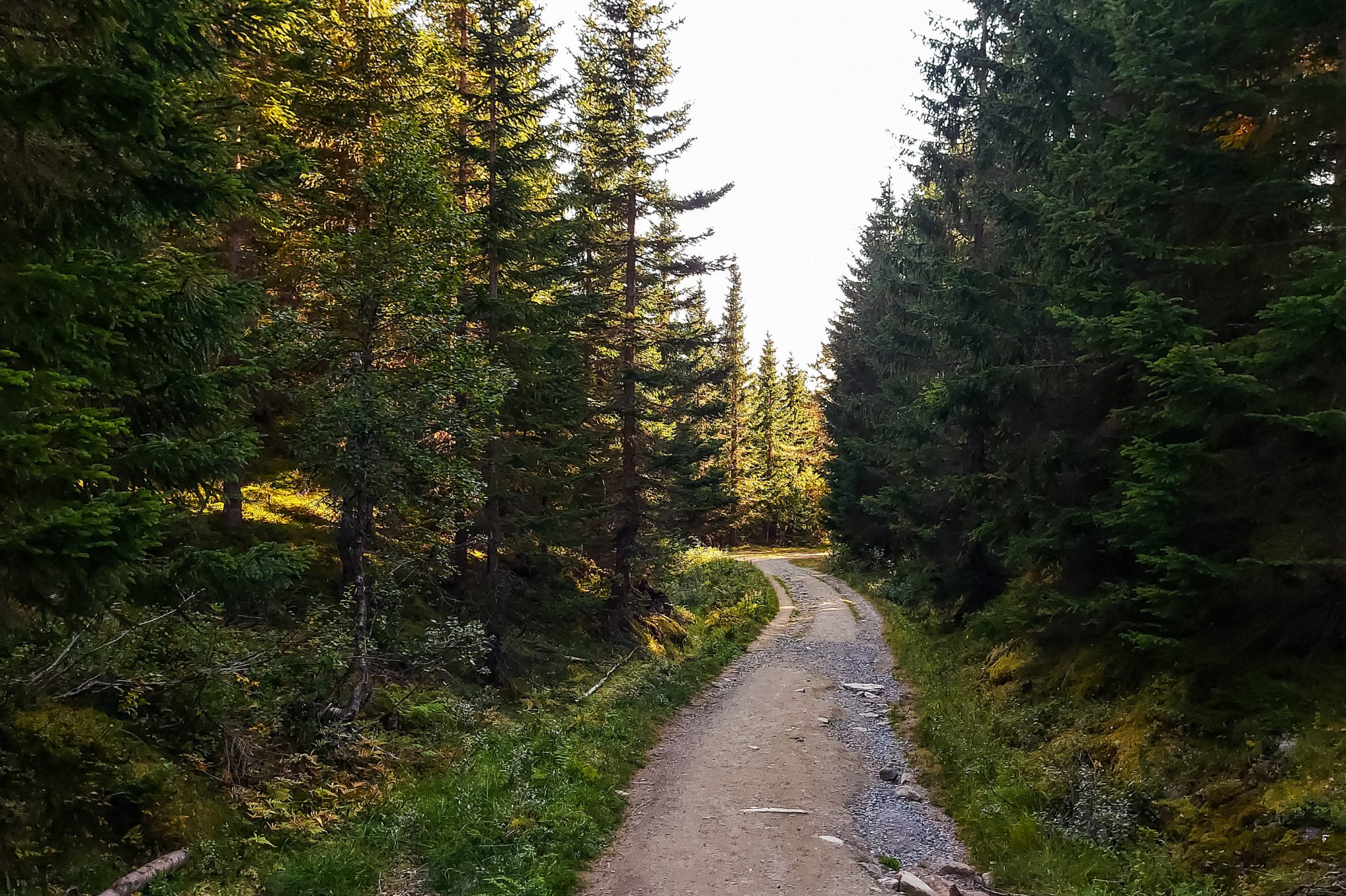 Wanderung auf den Molden mit Aussicht auf den Lustrafjord bei Hafslo in Vestland, Norwegen, Start beim Wanderparkplatz Molden in der Nähe der Sognefjellet Straße, Wanderweg führt zu Beginn durch einen schönen, dichten Wald