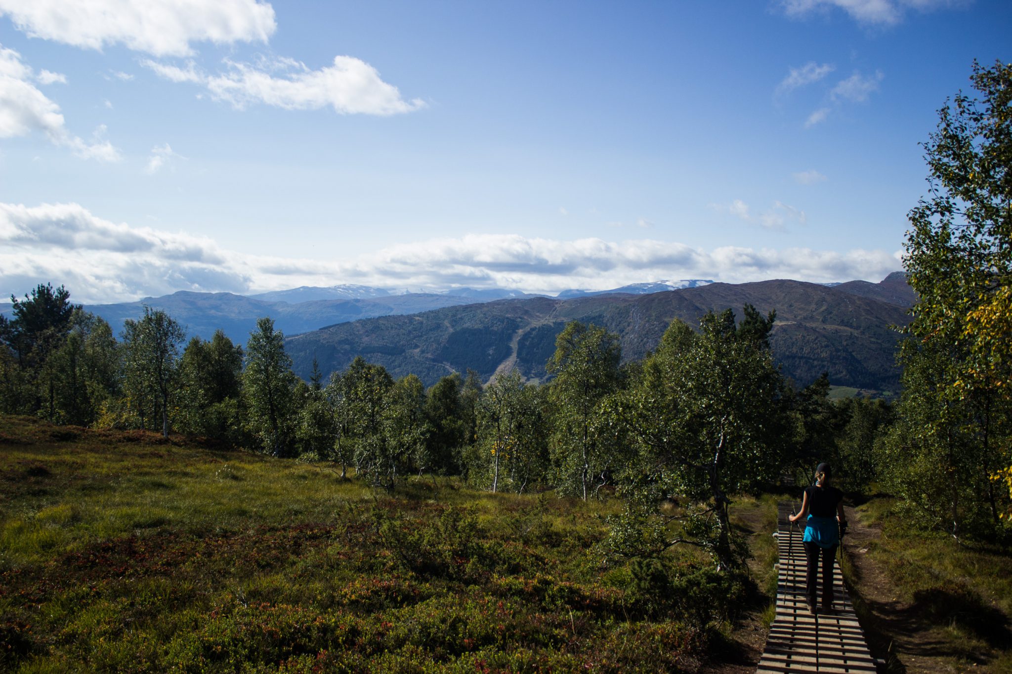 Wanderung auf den Molden mit Aussicht auf den Lustrafjord bei Hafslo in Vestland, Norwegen, Start beim Wanderparkplatz Molden in der Nähe der Sognefjellet Straße, Wanderweg führt zu Beginn durch einen Waldabschnitt, dann erreicht man die Baumgrenze, teilweise Befestigung mit Holzbalken