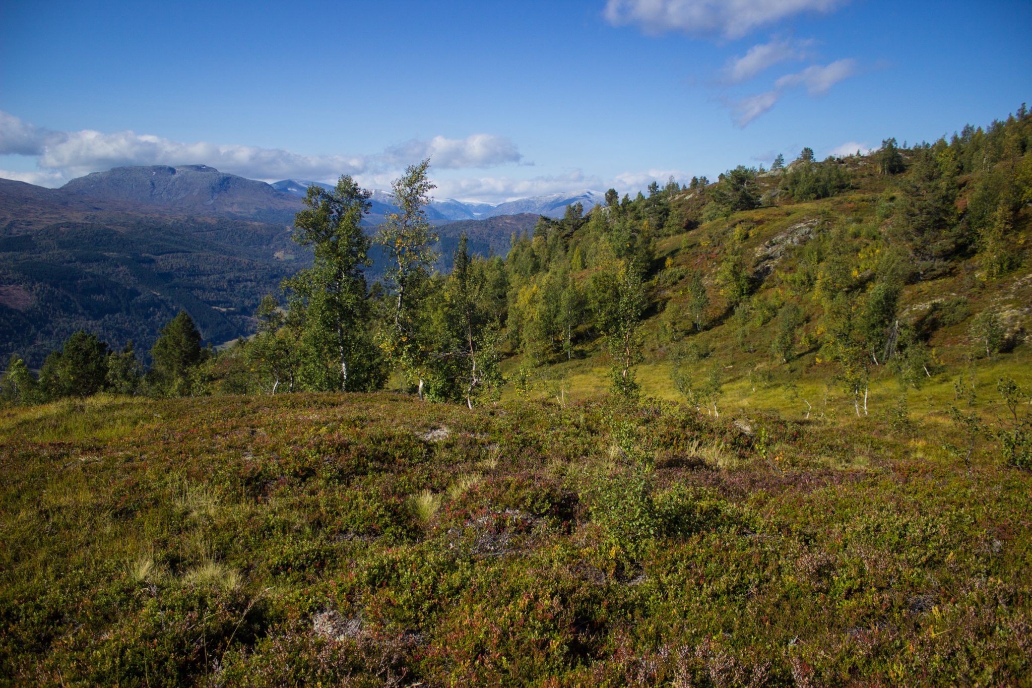 Wanderung auf den Molden mit Aussicht auf den Lustrafjord bei Hafslo in Vestland, Norwegen, Start beim Wanderparkplatz Molden in der Nähe der Sognefjellet Straße, Erreichen der Baumgrenze