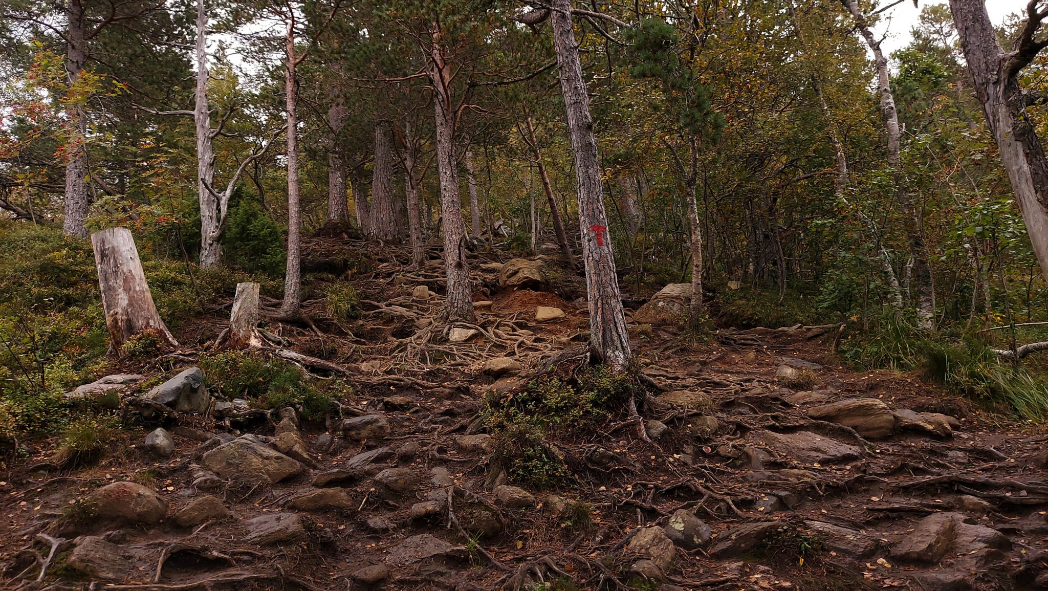 Wanderung auf den Nesaksla in Åndalsnes, Wandern in Norwegen, meist steiler Wanderweg, Weg ist ausgetreten, sehr beliebte Tour, Aussicht von oben ist grandios