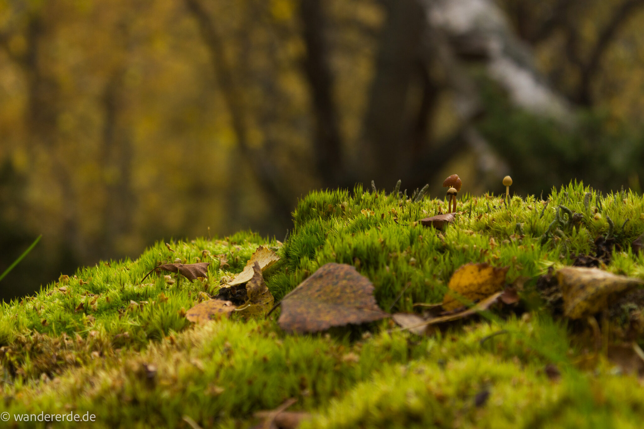 Wandern im herbstlichen Amotsdalen