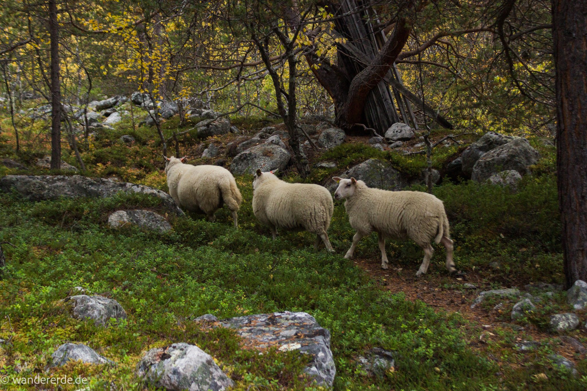 Wandern im herbstlichen Amotsdalen