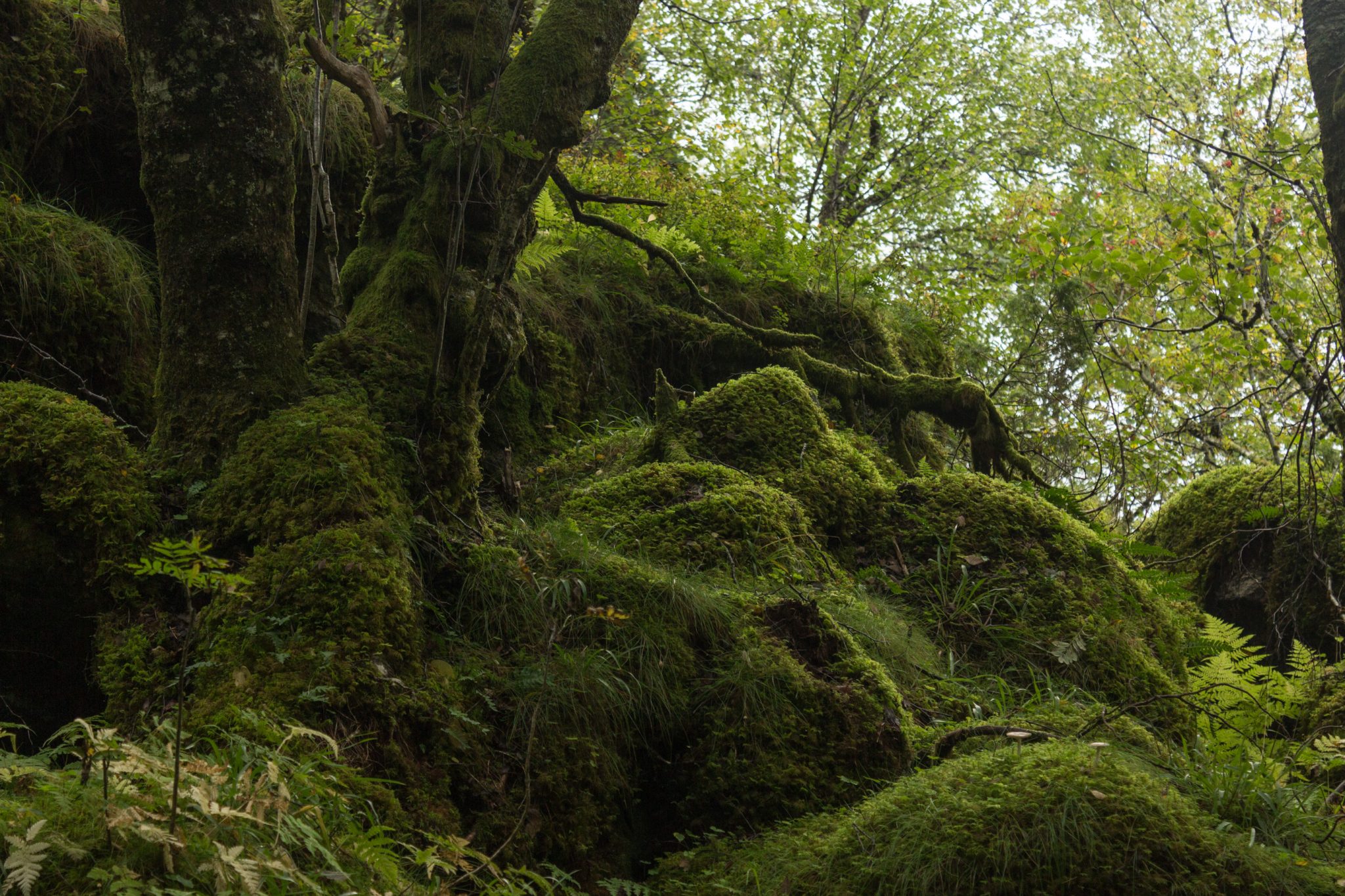 Wanderung im Naturreservat Skorgeura, Naturschutzgebiet in Norwegen, sehr schöner naturnaher Wald, moosbewachsene Steine