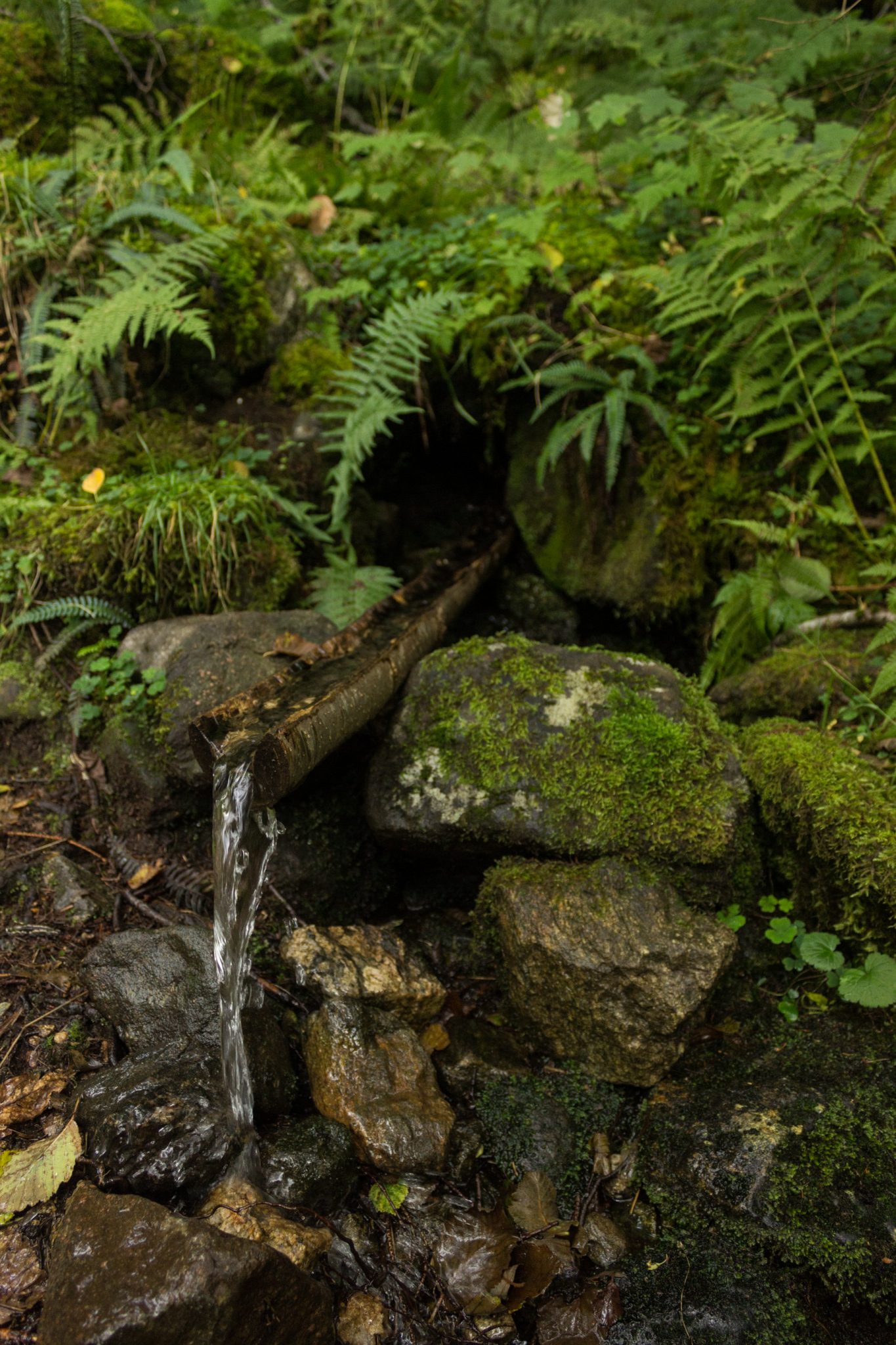 Wanderung im Naturreservat Skorgeura, Naturschutzgebiet in Norwegen, sehr schöner naturnaher Wald, moosbewachsene Steine und Farne