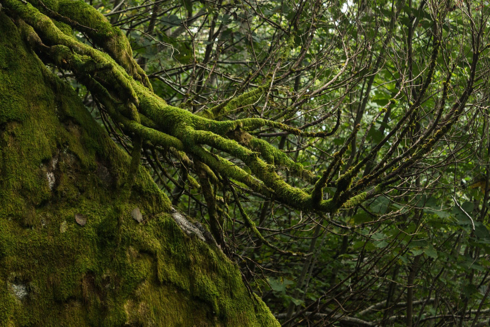 Wanderung im Naturreservat Skorgeura, Naturschutzgebiet in Norwegen, sehr schöner naturnaher Wald, moosbewachsene Steine und Baumwurzeln