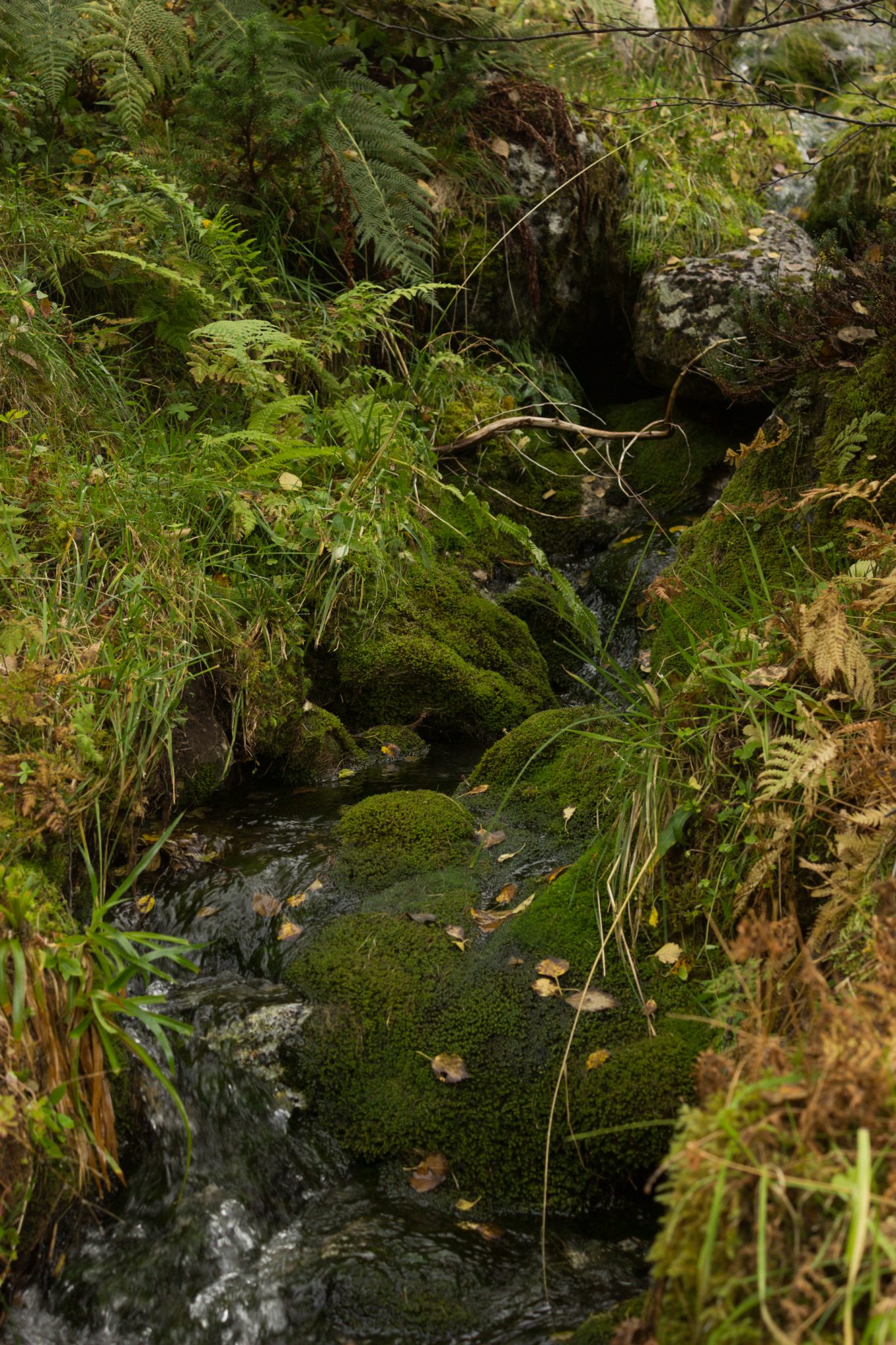 Wanderung im Naturreservat Skorgeura, Naturschutzgebiet in Norwegen, sehr schöner naturnaher Wald, moosbewachsene Steine und Farne