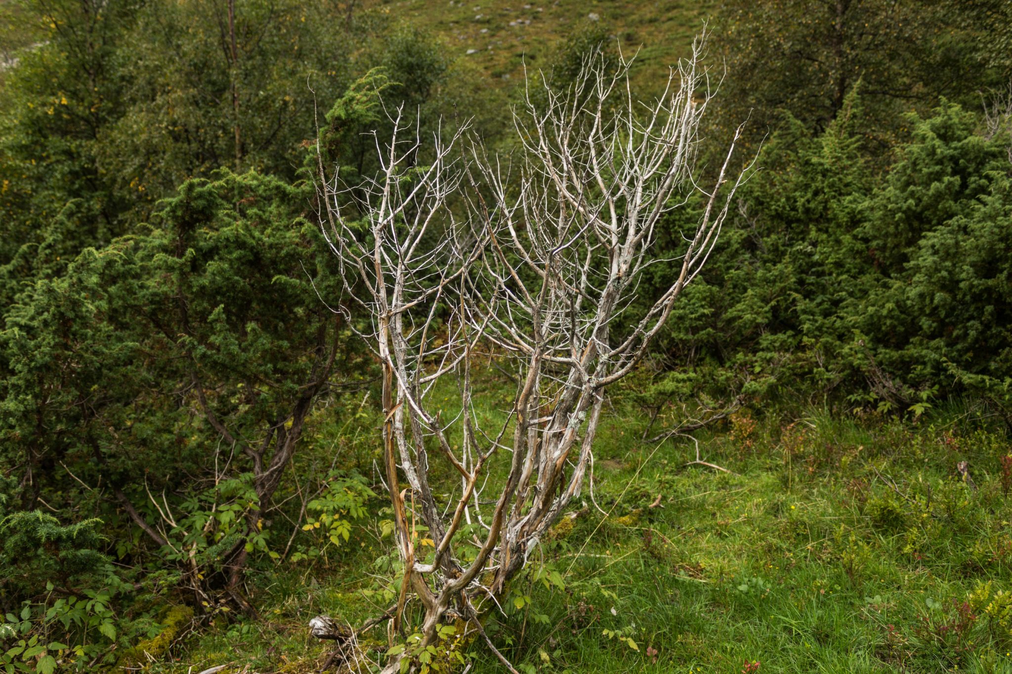 Wanderung im Naturreservat Skorgeura, Naturschutzgebiet in Norwegen, sehr schöner naturnaher Wald