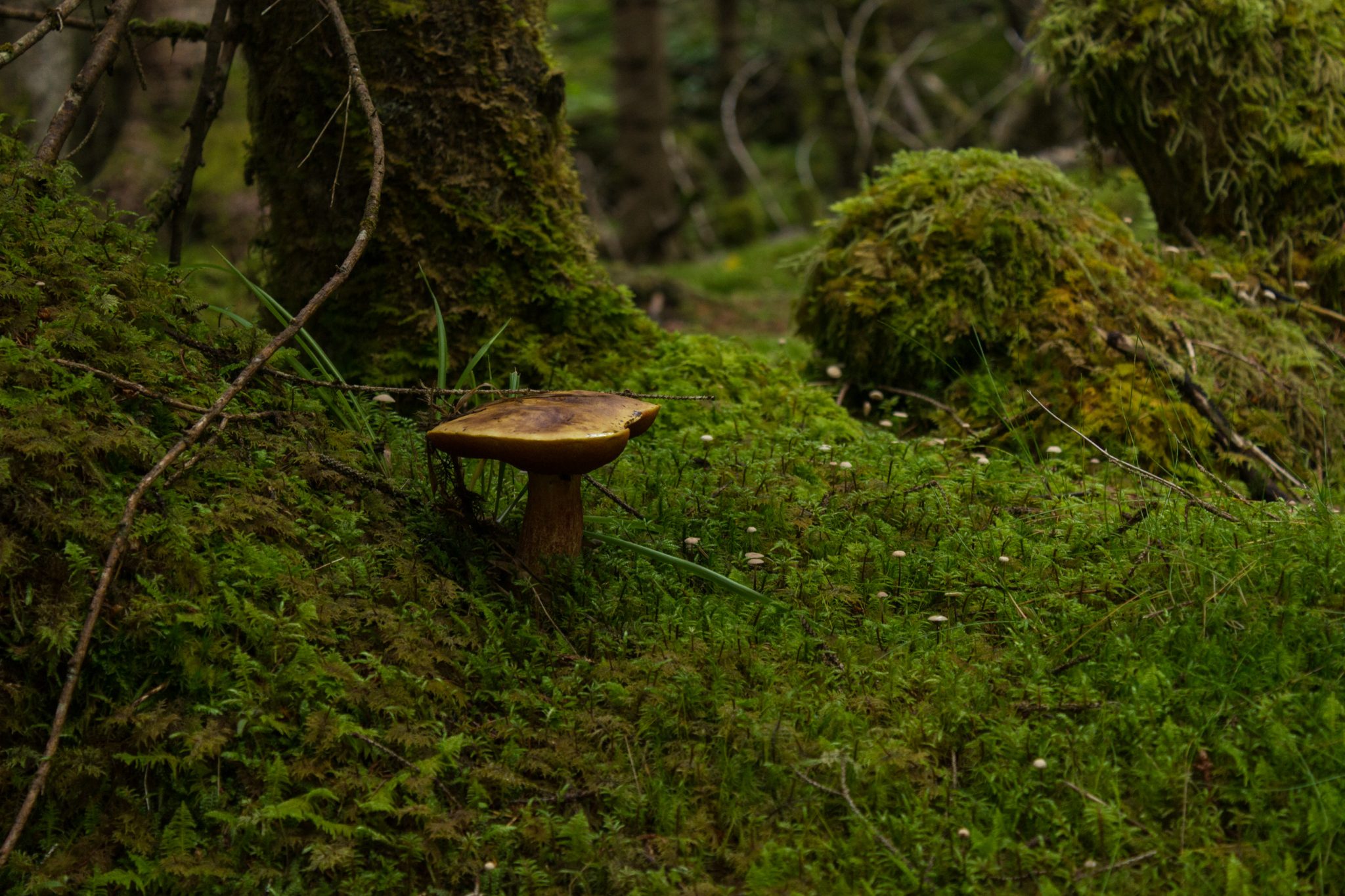 Wanderung im Naturreservat Skorgeura, Naturschutzgebiet in Norwegen, sehr schöner naturnaher Wald, ein Pilz