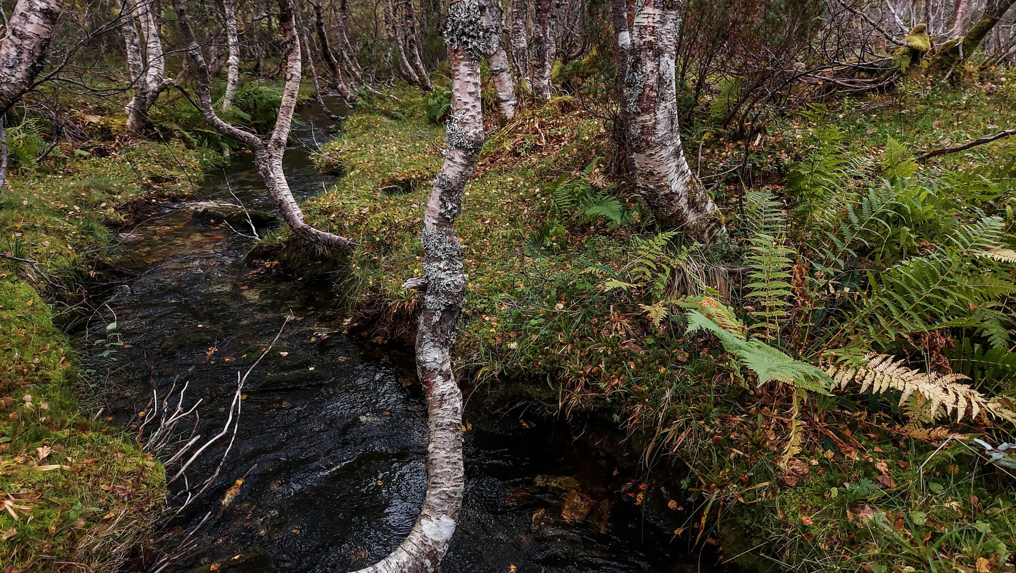 Wanderung im Naturreservat Skorgeura, Naturschutzgebiet in Norwegen, Wanderweg führt entlang eines Baches durch schönen Wald