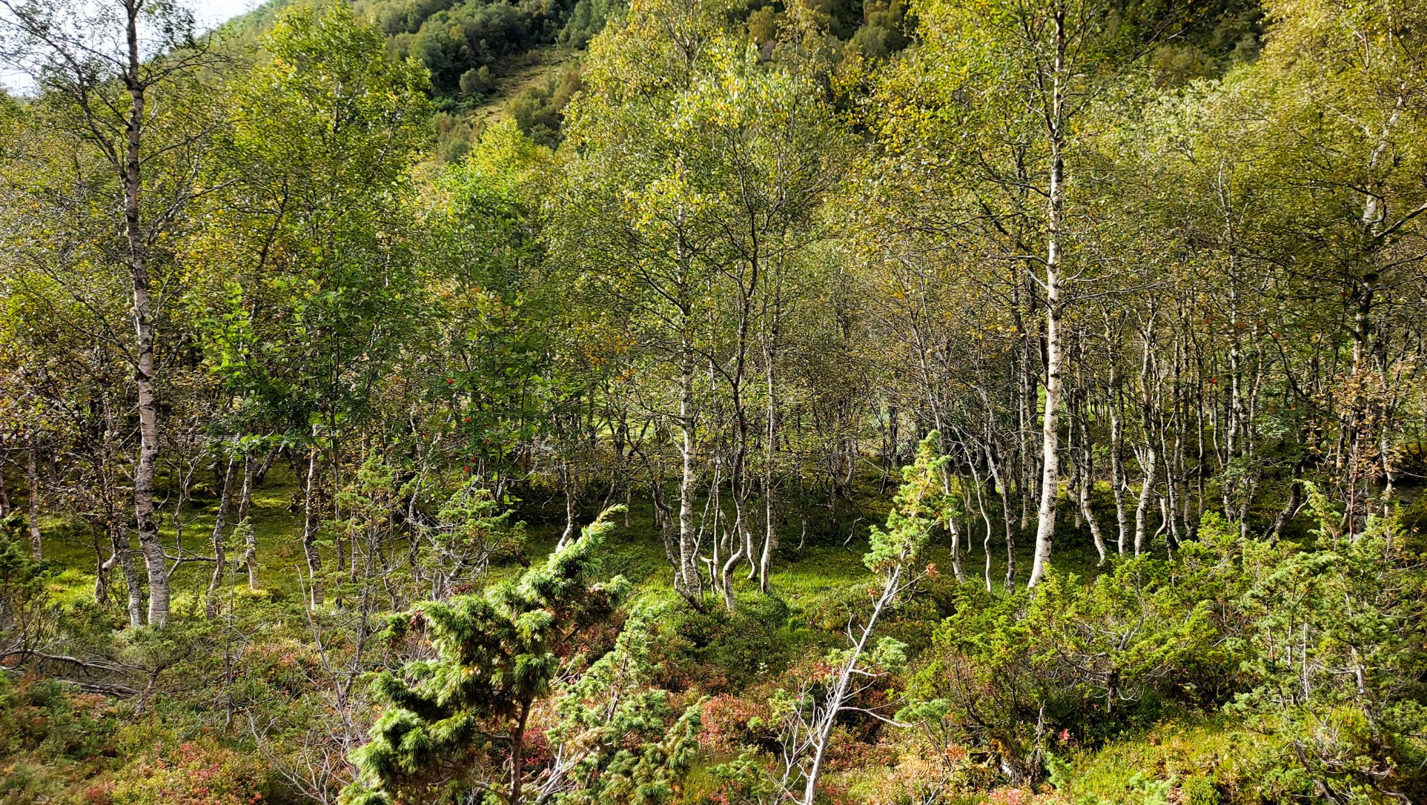 Wanderung im Naturreservat Skorgeura, Naturschutzgebiet in Norwegen, sehr schöner naturnaher Wald, sattgrüne Vegetation