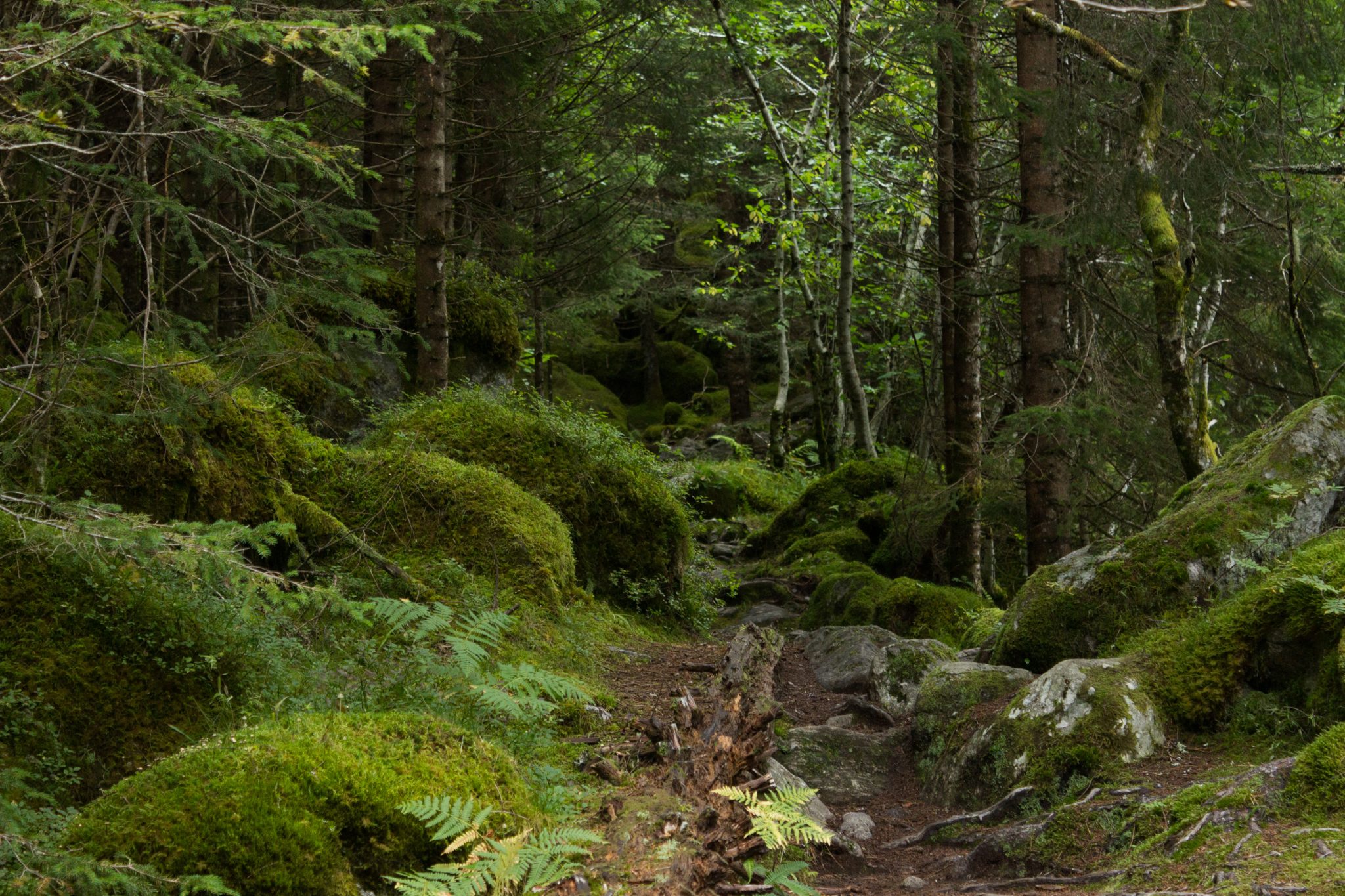 Wanderung im Naturreservat Skorgeura, Naturschutzgebiet in Norwegen, sehr schöner naturnaher Wald, moosbewachsene Steine und Farne