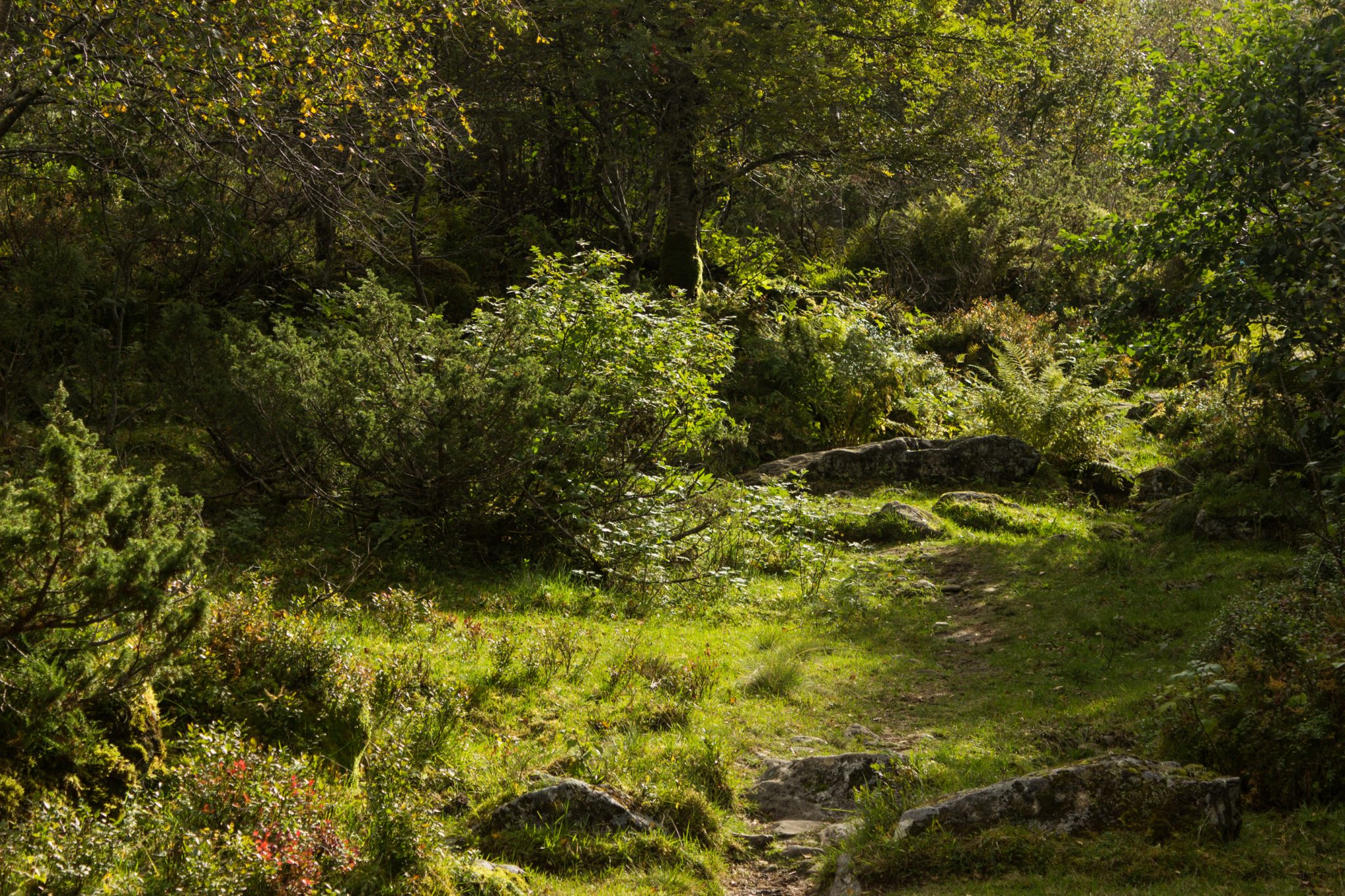Wanderung im Naturreservat Skorgeura, Naturschutzgebiet in Norwegen, sehr schöner naturnaher Wald, sattgrüne Vegetation