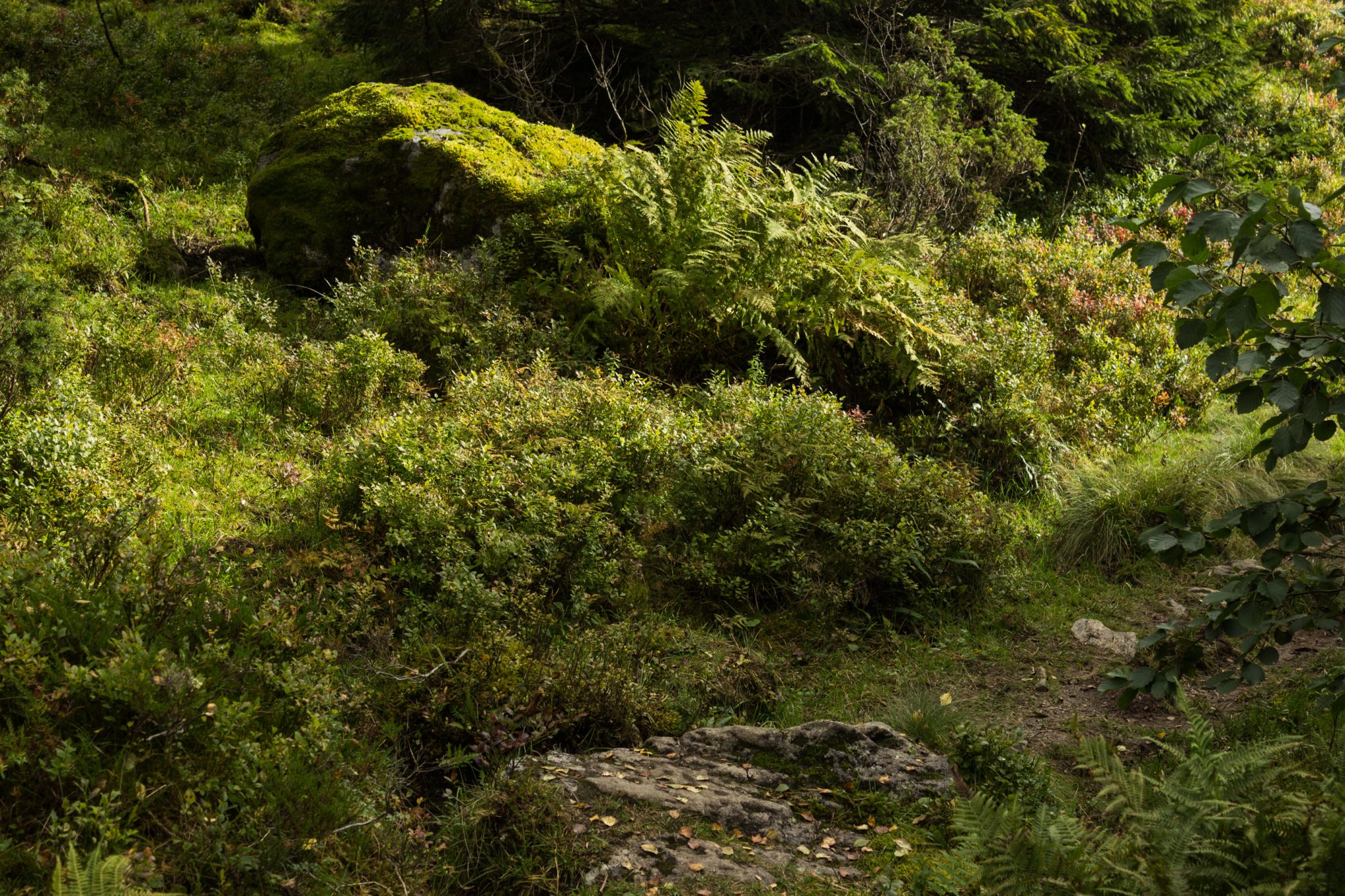 Wanderung im Naturreservat Skorgeura, Naturschutzgebiet in Norwegen, sehr schöner naturnaher Wald, sattgrüne Vegetation