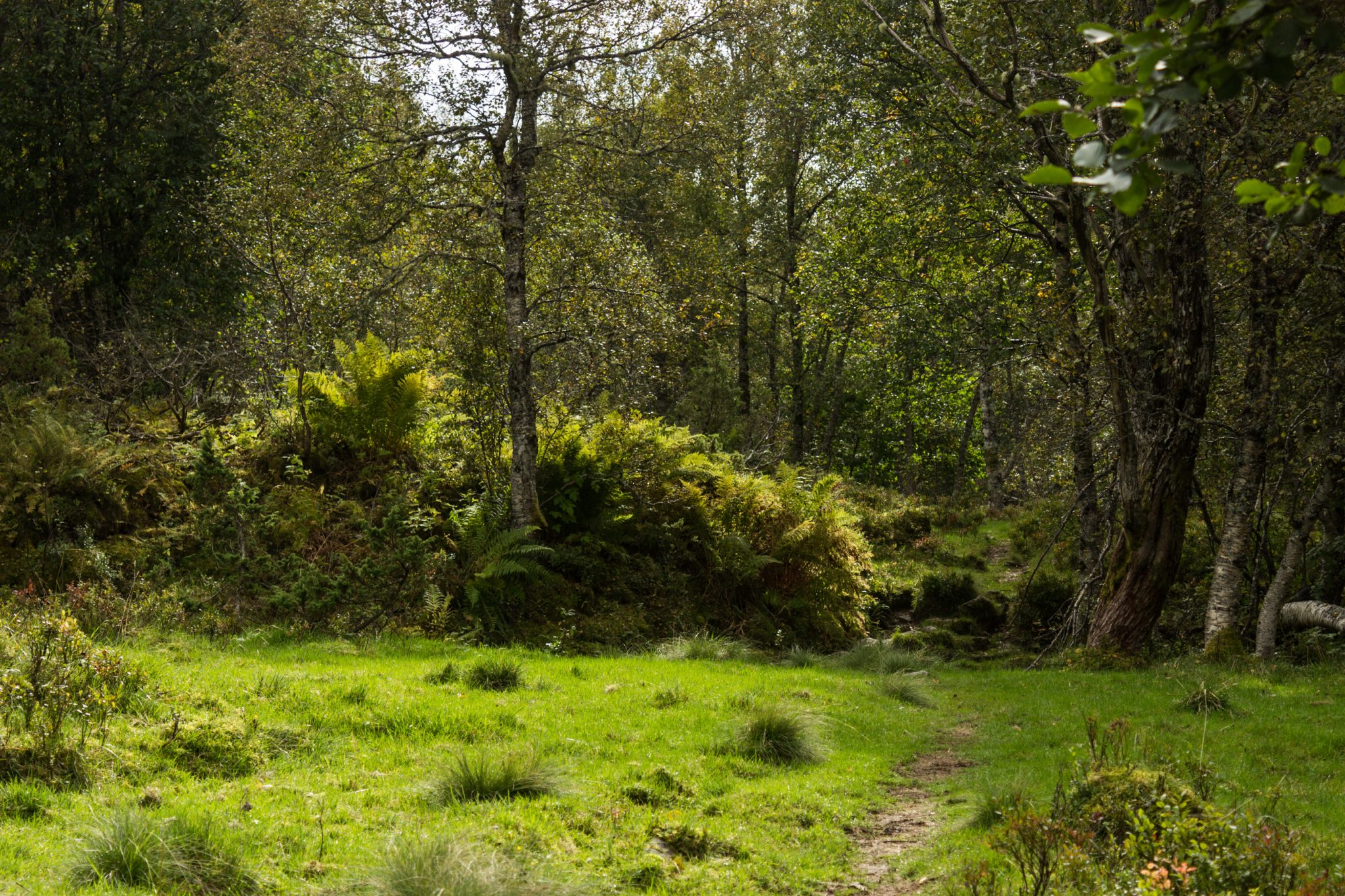 Wanderung im Naturreservat Skorgeura, Naturschutzgebiet in Norwegen, sehr schöner naturnaher Wald, sattgrüne Vegetation