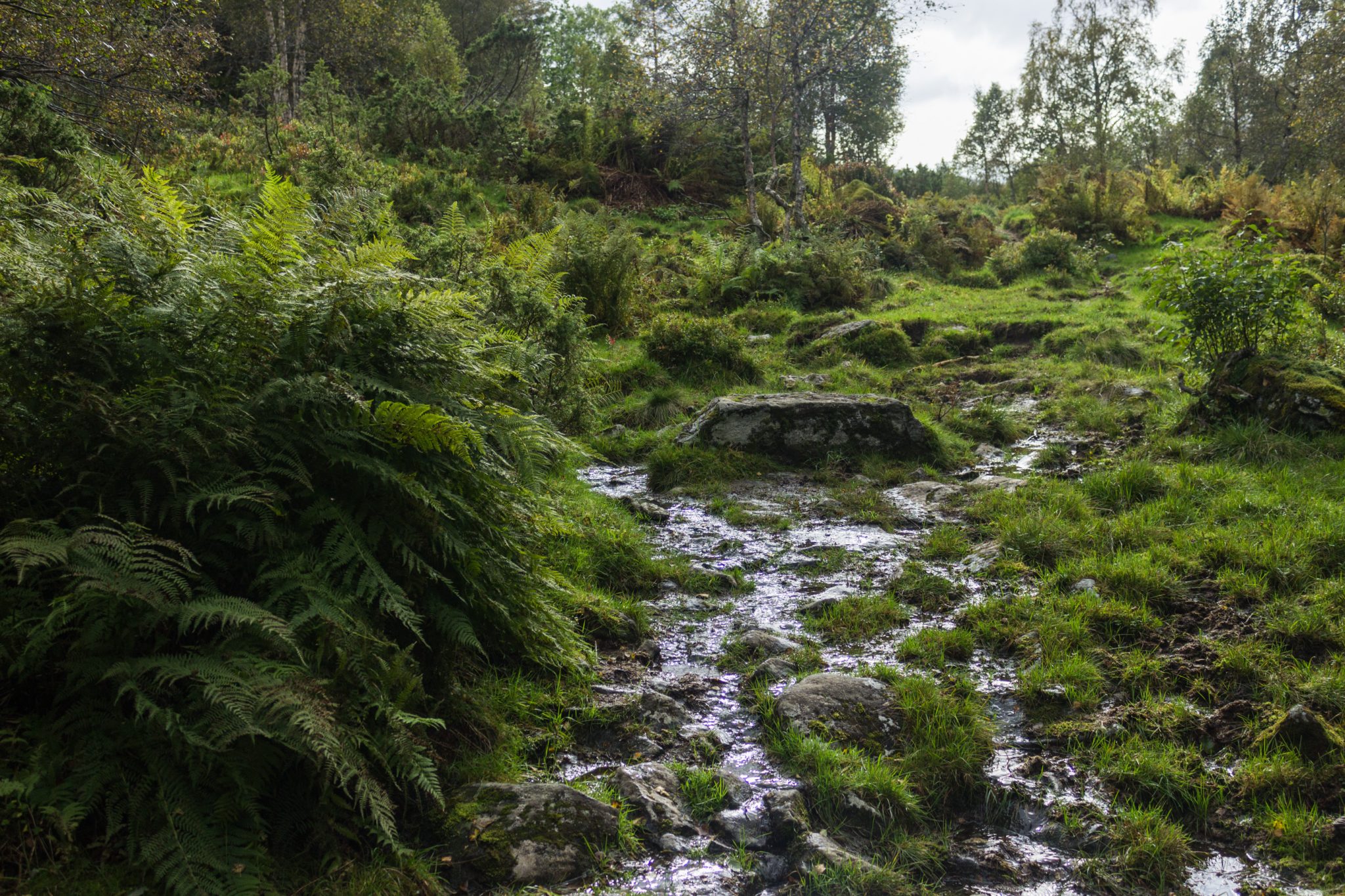 Wanderung im Naturreservat Skorgeura, Naturschutzgebiet in Norwegen, sehr schöner naturnaher Wald, sattgrüne Vegetation, sehr viele Farne