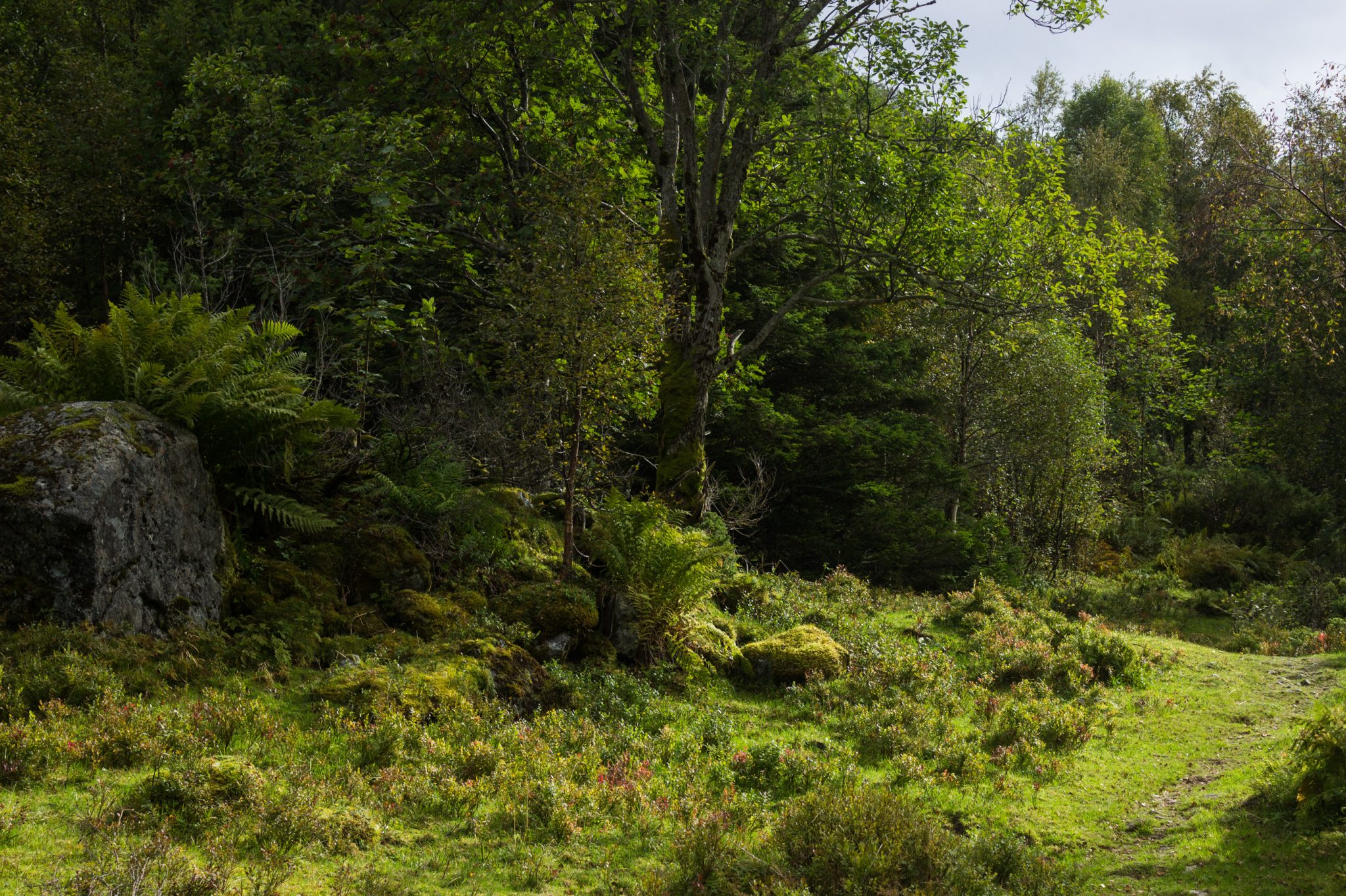 Wanderung im Naturreservat Skorgeura, Naturschutzgebiet in Norwegen, sehr schöner naturnaher Wald, sattgrüne Vegetation, sehr viele Farne