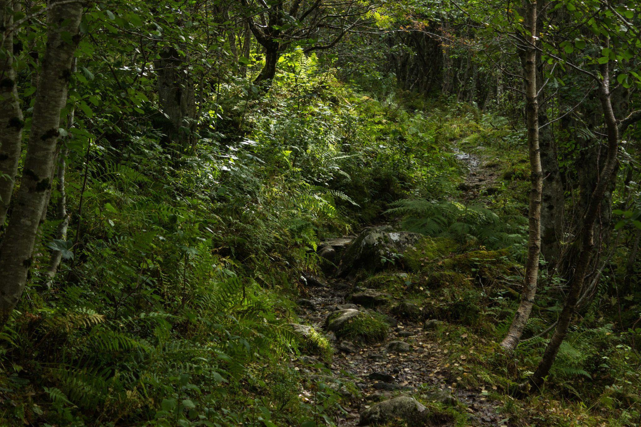 Wanderung im Naturreservat Skorgeura, Naturschutzgebiet in Norwegen, sehr schöner naturnaher Wald, sattgrüne Vegetation, sehr viele Farne