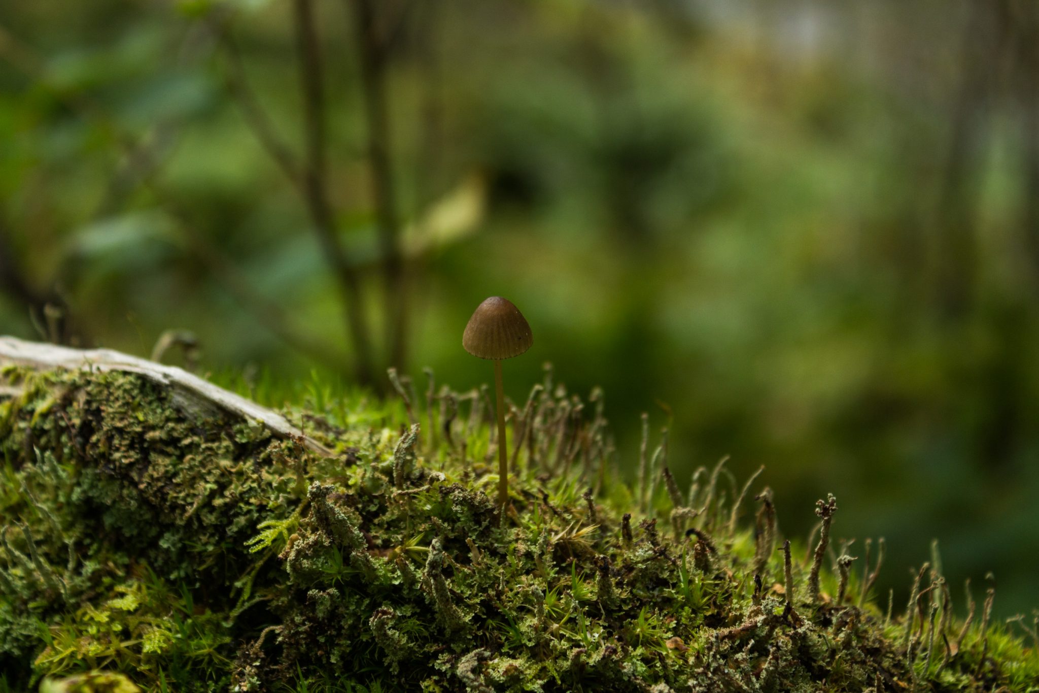 Wanderung im Naturreservat Skorgeura, Naturschutzgebiet in Norwegen, sehr schöner naturnaher Wald, sattgrüne Vegetation, kleiner Pilz wächst auf einem Baum