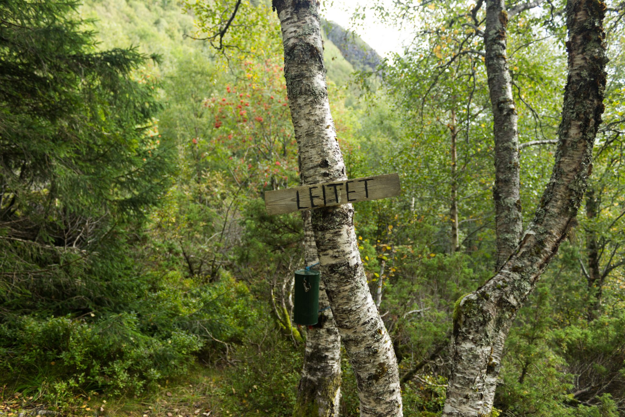 Wanderung im Naturreservat Skorgeura, Naturschutzgebiet in Norwegen, sehr schöner naturnaher Wald, sattgrüne Vegetation