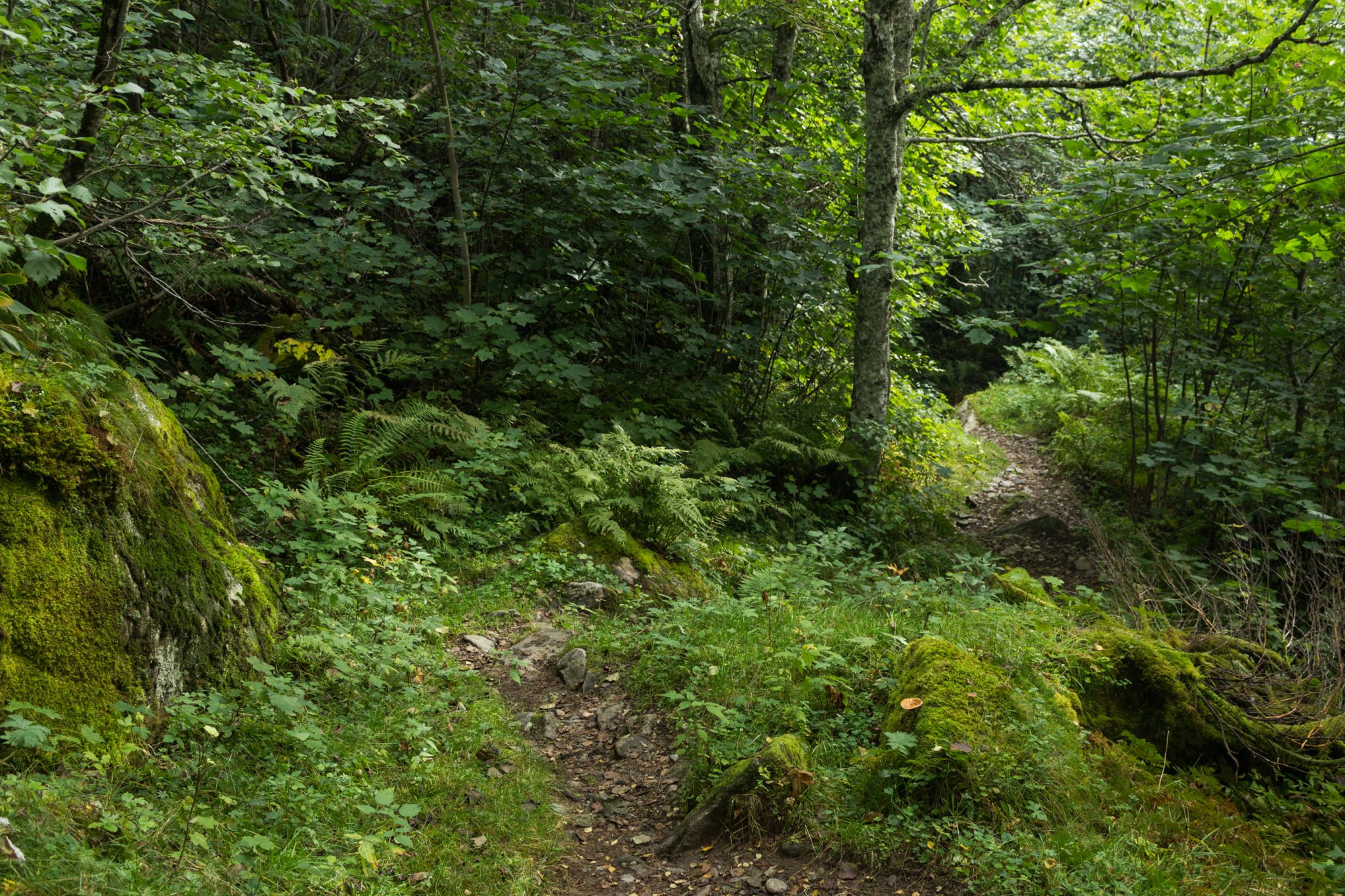 Wanderung im Naturreservat Skorgeura, Naturschutzgebiet in Norwegen, sehr schöner naturnaher Wald, sattgrüne Vegetation, sehr viele Farne