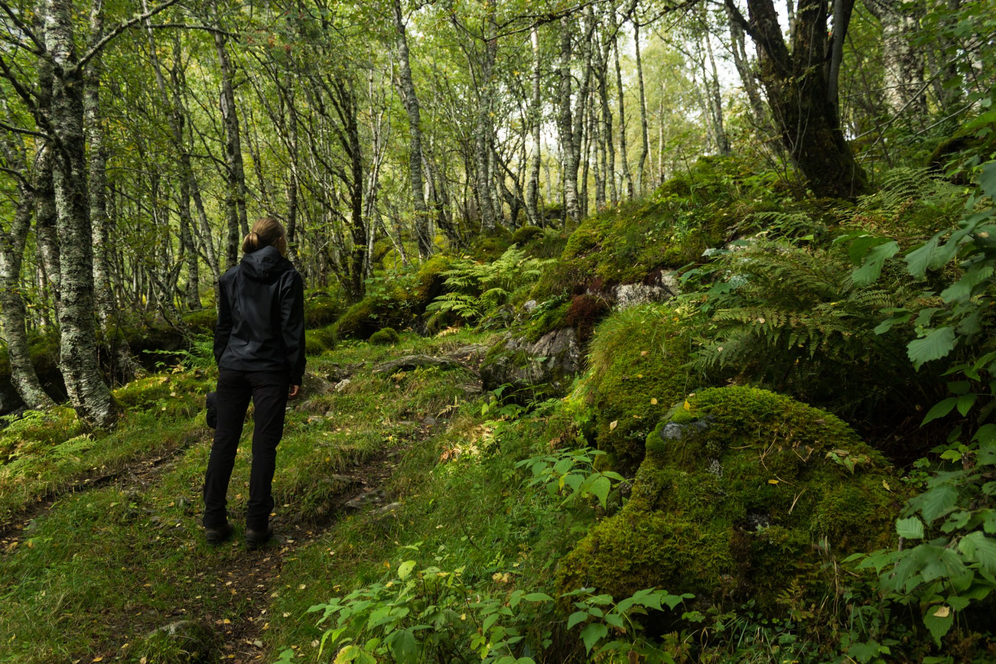 Wanderung im Naturreservat Skorgeura, Naturschutzgebiet in Norwegen, sehr schöner naturnaher Wald, sattgrüne Vegetation, moosbewachsene Steine
