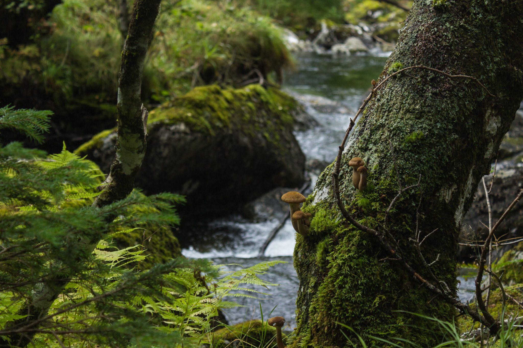 Wanderung im Naturreservat Skorgeura, Naturschutzgebiet in Norwegen, sehr schöner naturnaher Wald, moosbewachsene Steine und Farne