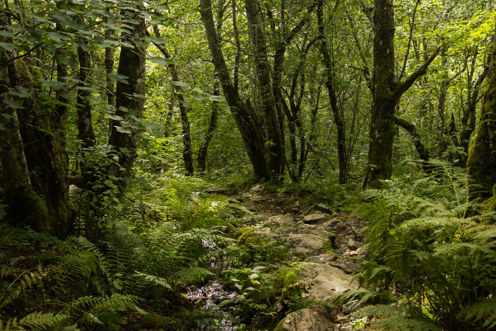 Wanderung im Naturreservat Skorgeura, Naturschutzgebiet in Norwegen, sehr schöner naturnaher Wald, sattgrüne Vegetation, sehr viele Farne