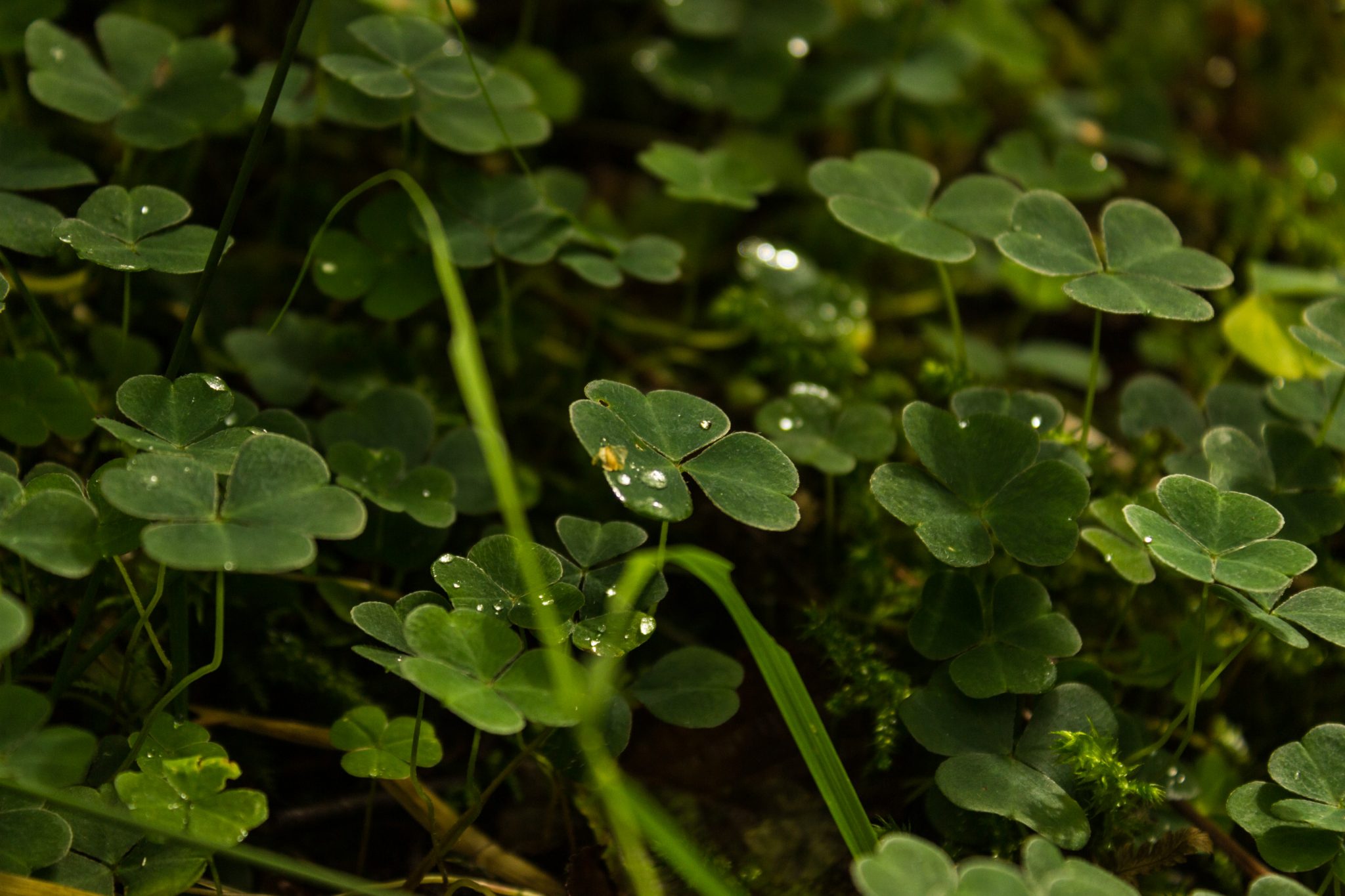 Wanderung im Naturreservat Skorgeura, Naturschutzgebiet in Norwegen, sehr schöner naturnaher Wald, sattgrüne Vegetation, Kleeblätter wachsen am Wegesrand