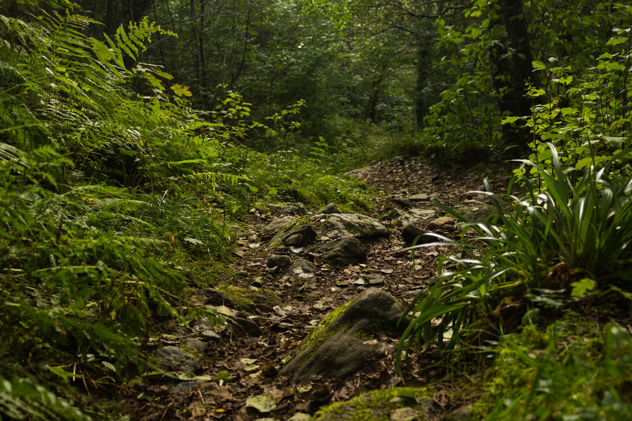 Wanderung im Naturreservat Skorgeura, Naturschutzgebiet in Norwegen, sehr schöner naturnaher Wald, sattgrüne Vegetation, sehr viele Farne