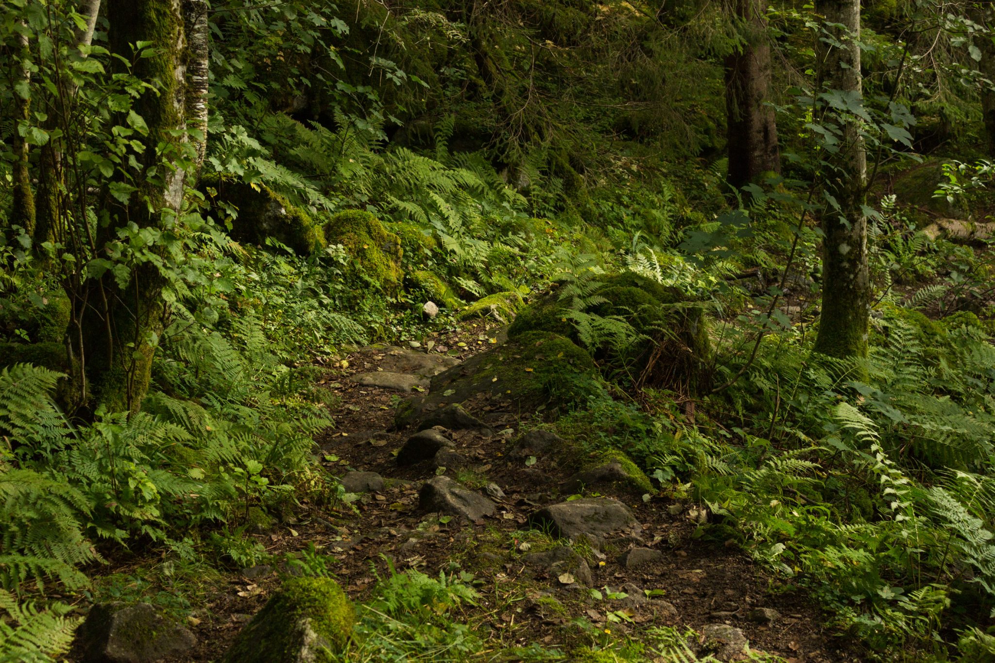 Wanderung im Naturreservat Skorgeura, Naturschutzgebiet in Norwegen, sehr schöner naturnaher Wald, sattgrüne Vegetation, sehr viele Farne