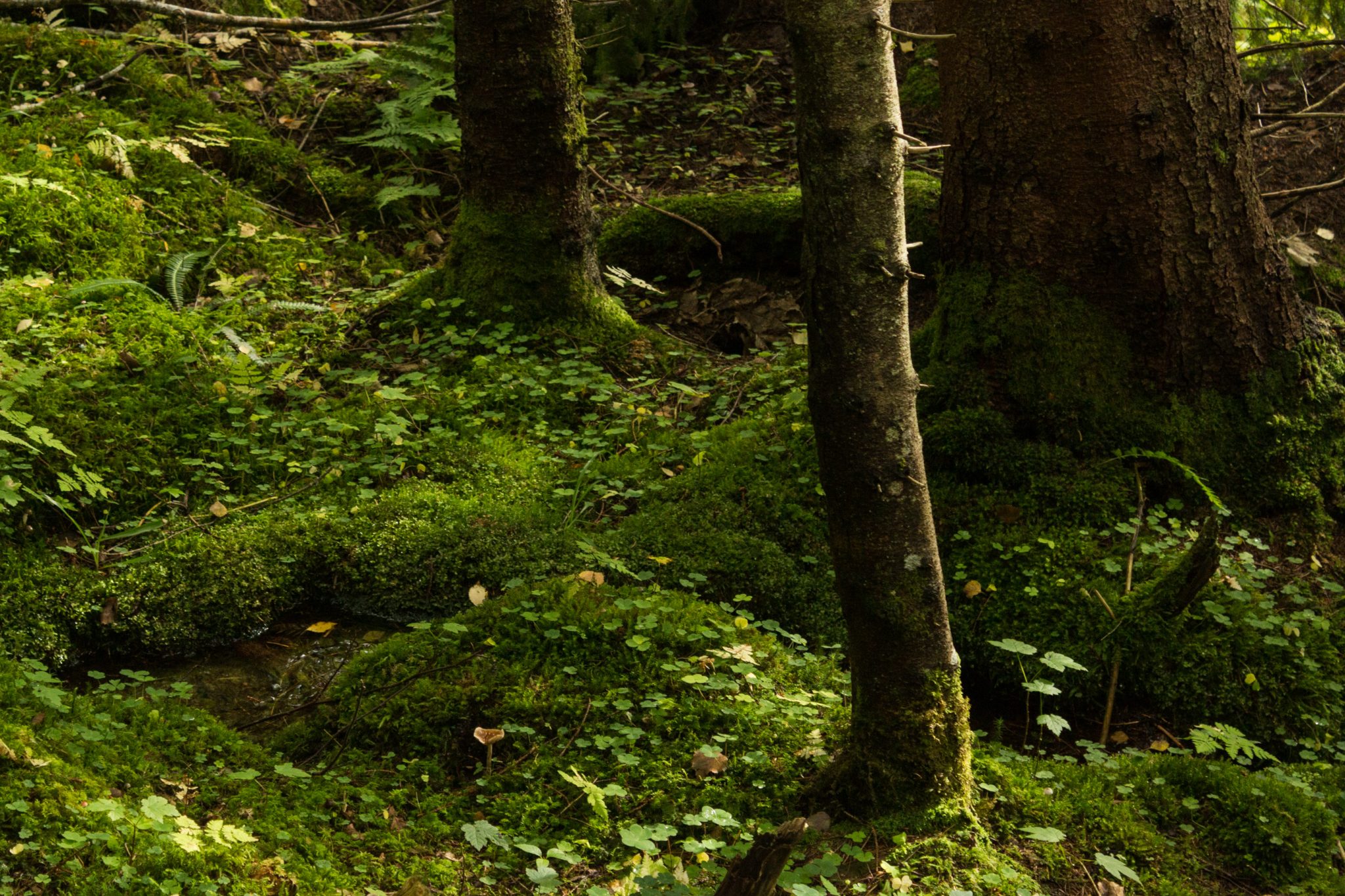 Wanderung im Naturreservat Skorgeura, Naturschutzgebiet in Norwegen, sehr schöner naturnaher Wald, sattgrüne Vegetation, Kleeblätter wachsen am Wegesrand